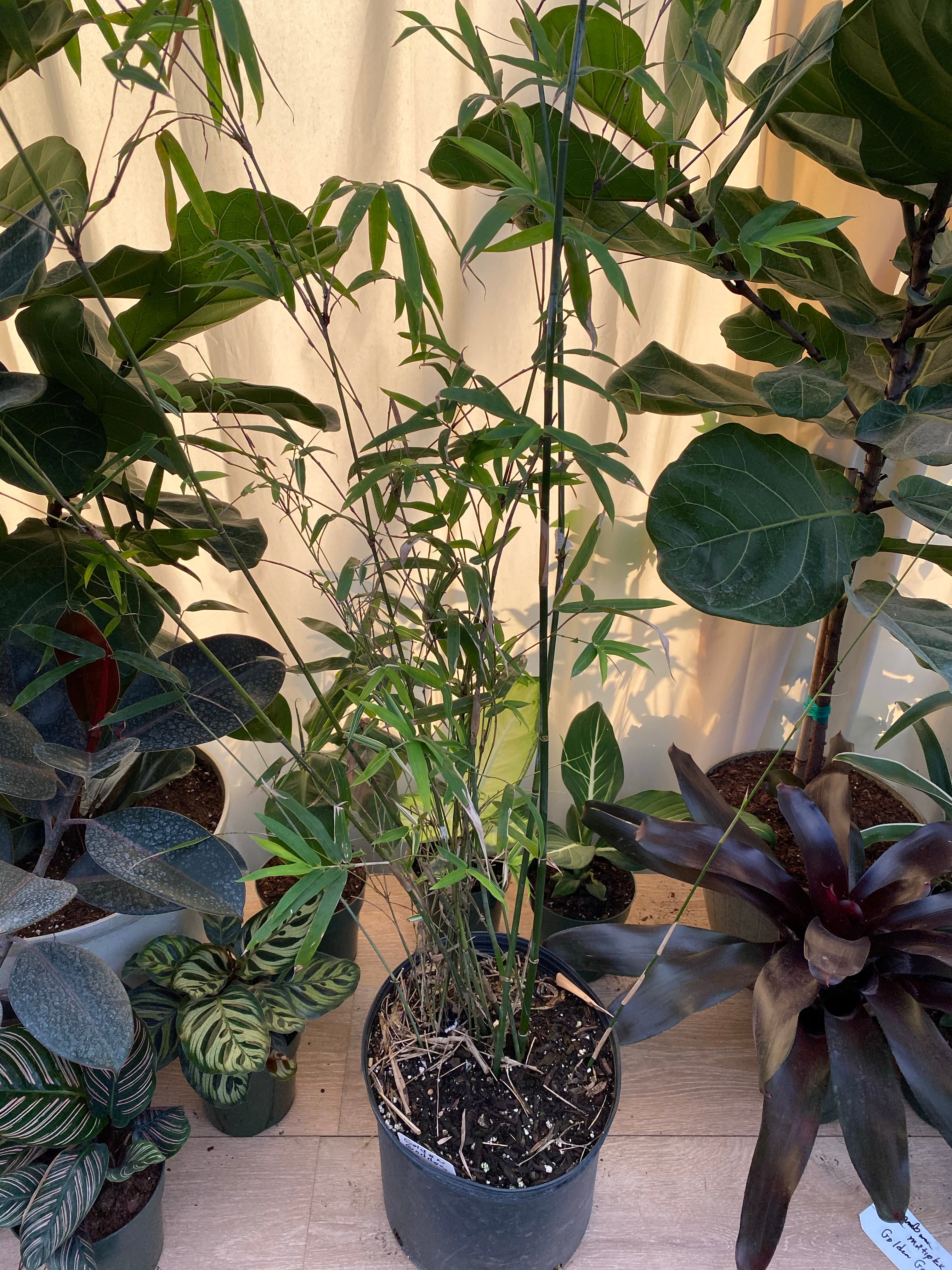 Golden Goddess Bamboo, Bambusa multiplex in a pot