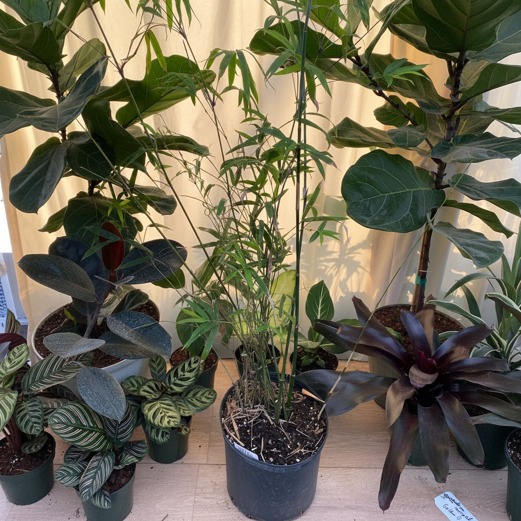 Golden Goddess Bamboo, Bambusa multiplex in a pot