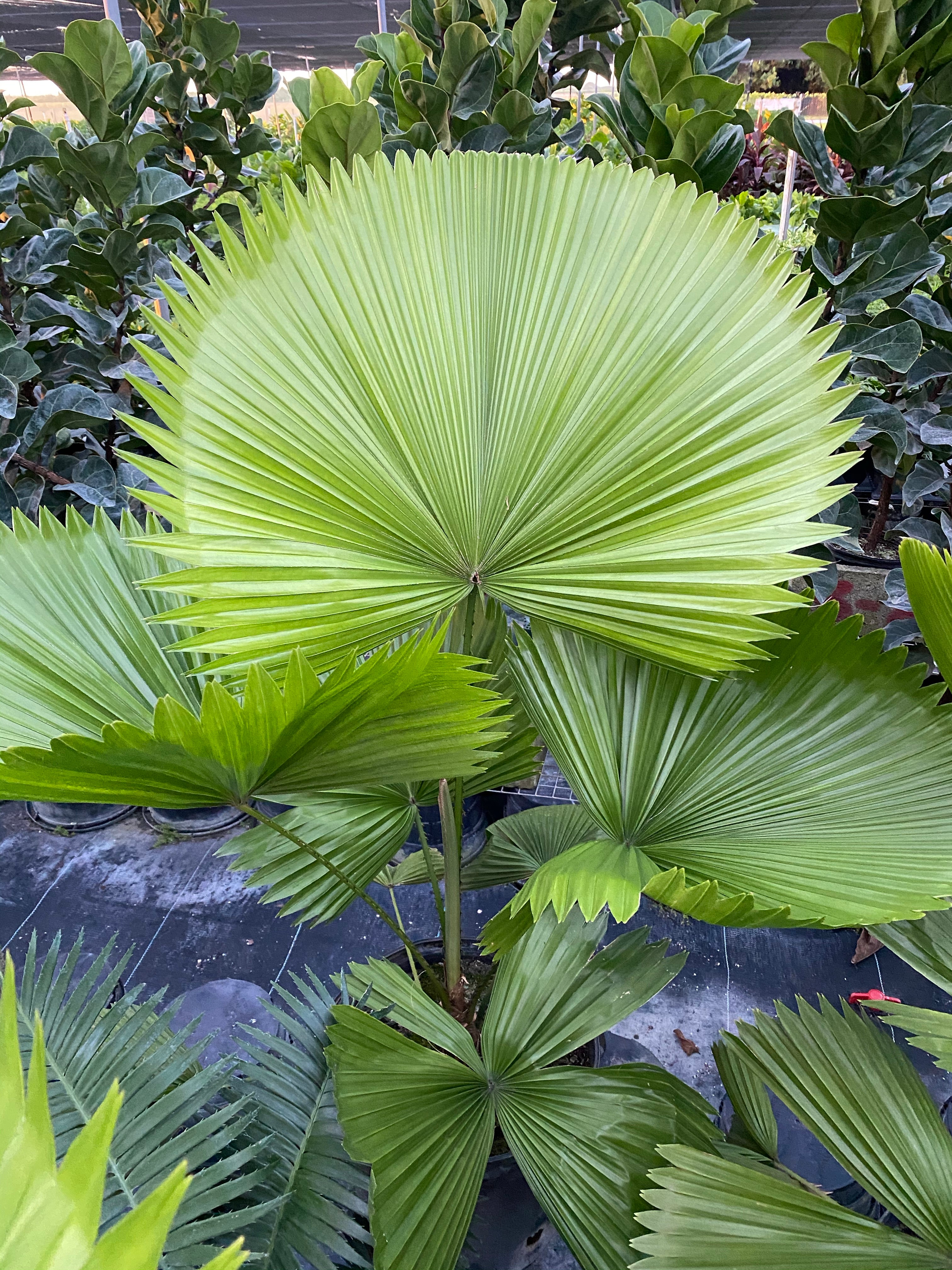 upper view of leaves of Licuala Grandis Fan Palm Tree, Rare and Exotic