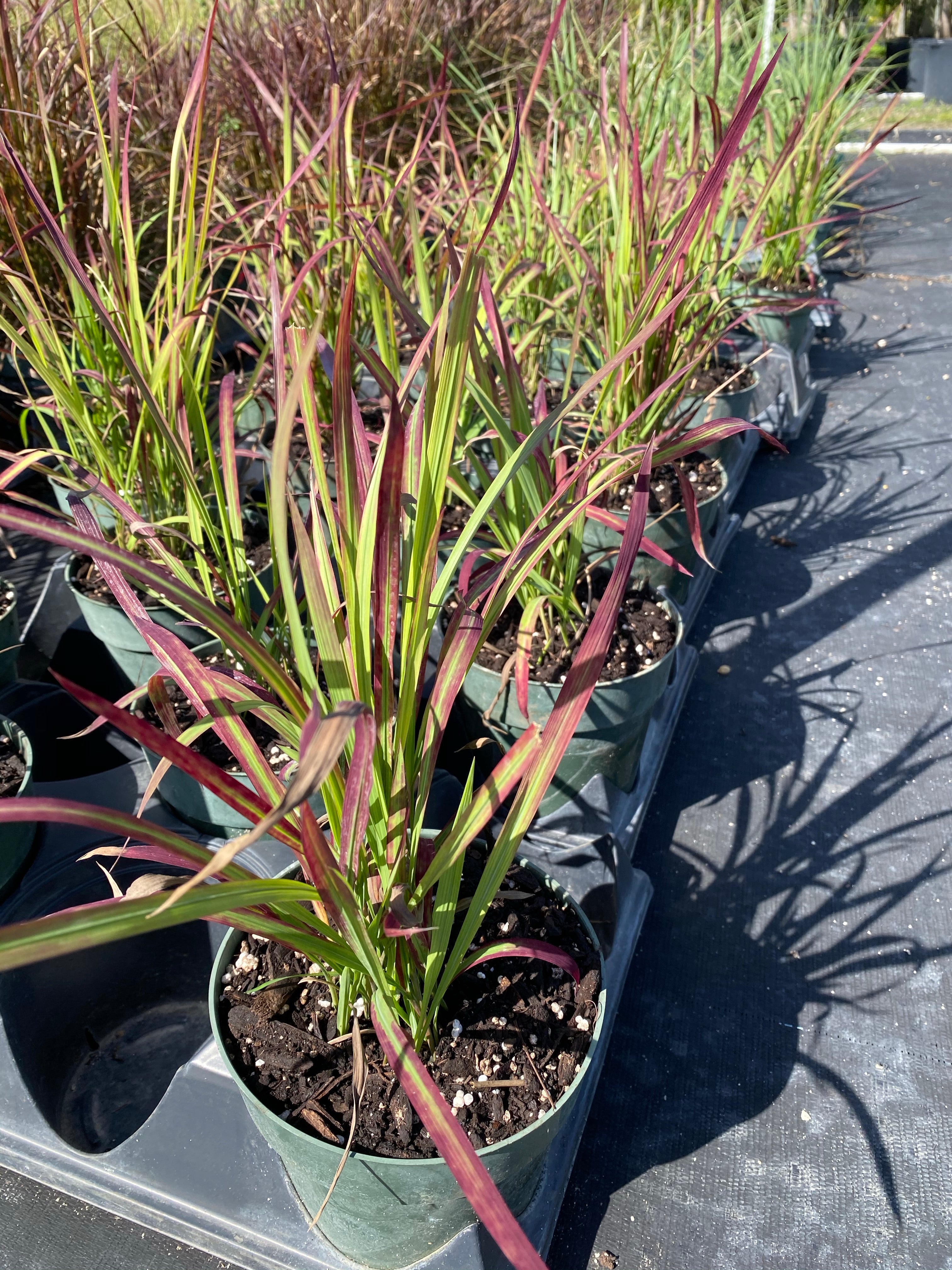 Japanese Blood Grass &