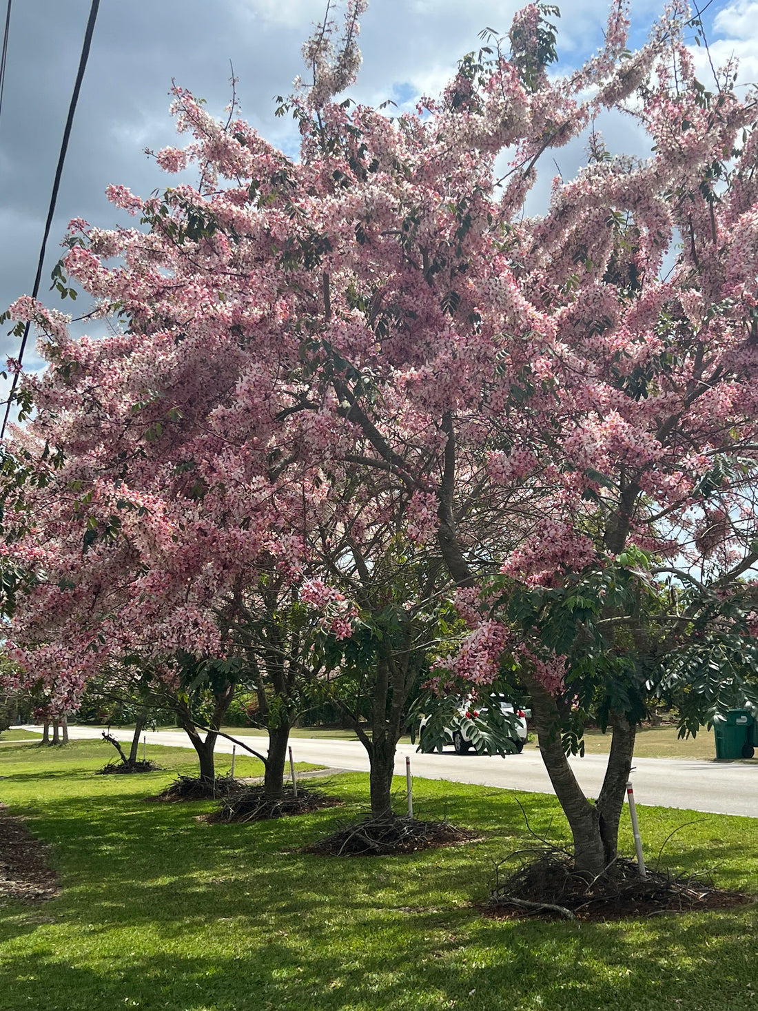 Multiple Cassia Bakeriana Pink Showers Flower Tree