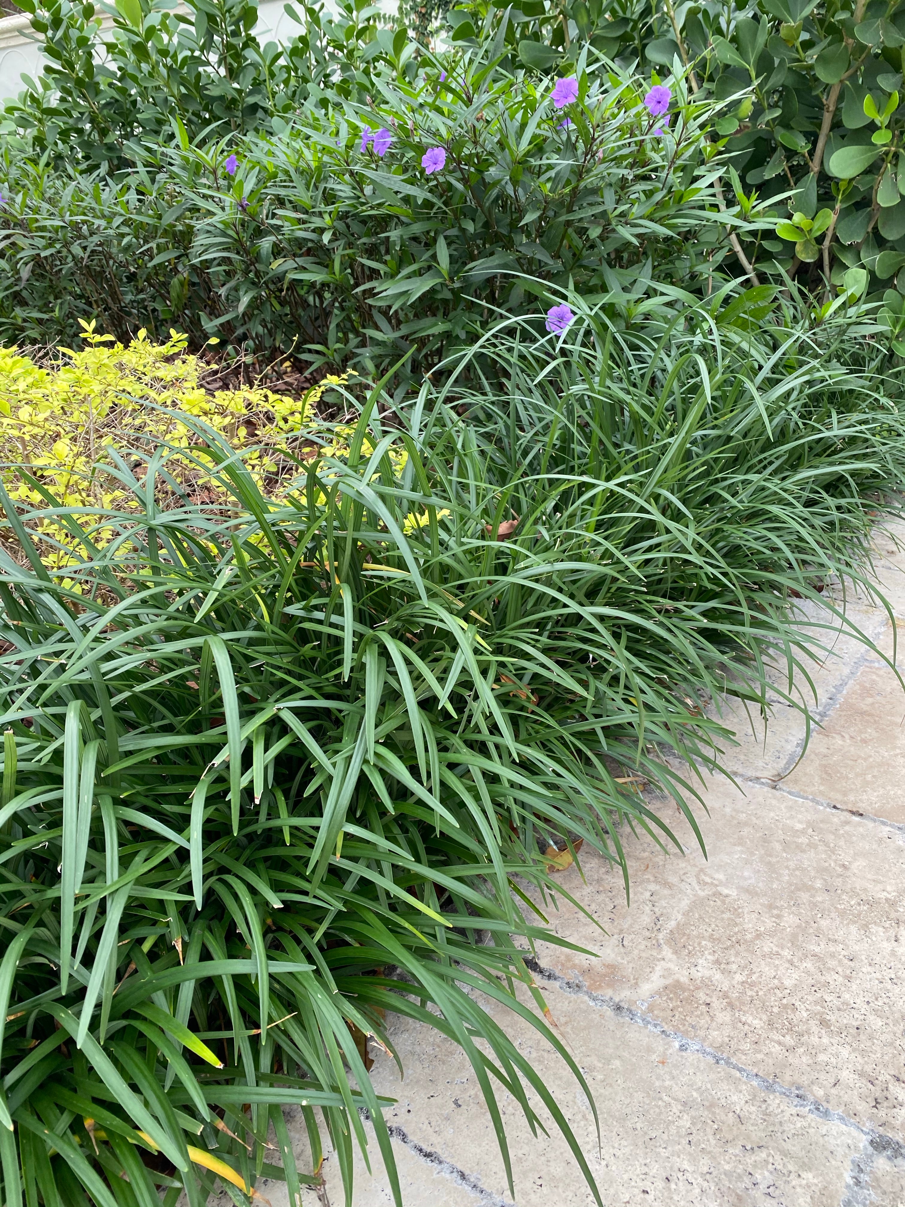 Liriope Muscari Super Blue Lilyturf, Monkey Grass