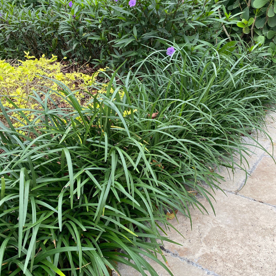 Liriope Muscari Super Blue Lilyturf, Monkey Grass
