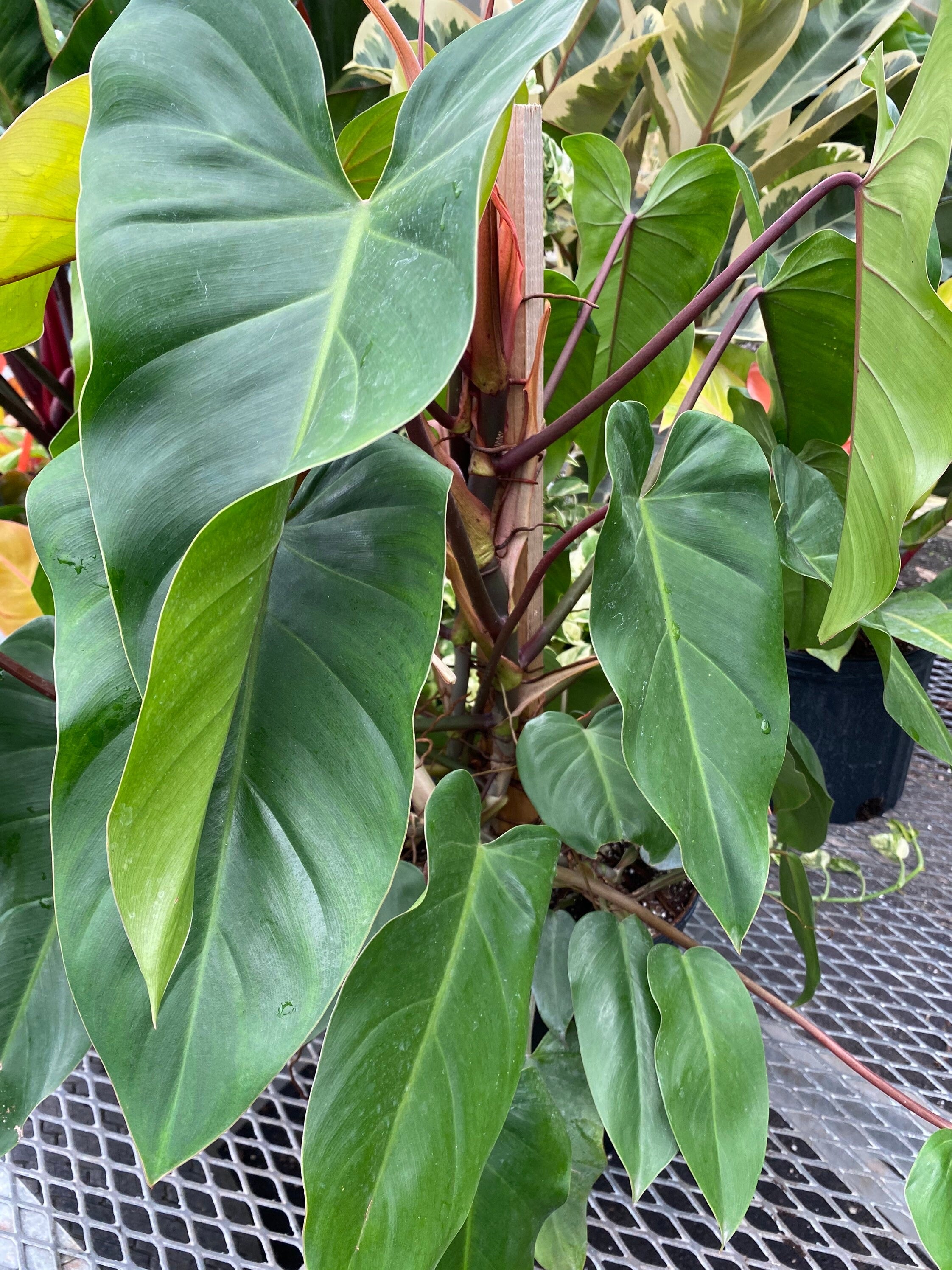 close view of Philodendron Emerald Red in Trellis Exotic Vining Plants