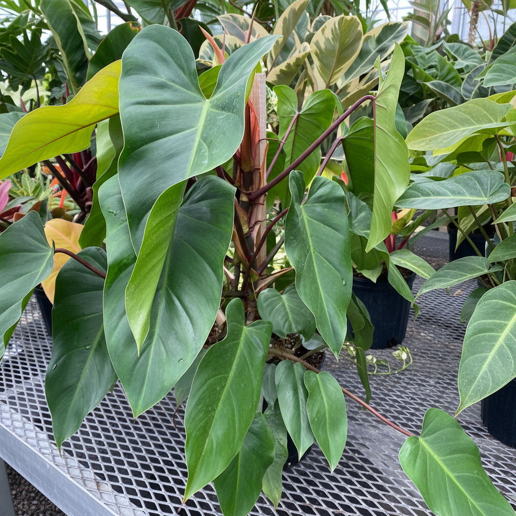close view of Philodendron Emerald Red in Trellis Exotic Vining Plants