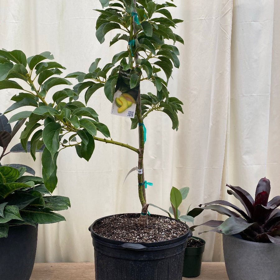 A potted young avocado tree with green leaves in a black plastic nursery pot, standing on a wooden surface against a cream fabric backdrop. Other potted plants are partially visible on both sides.