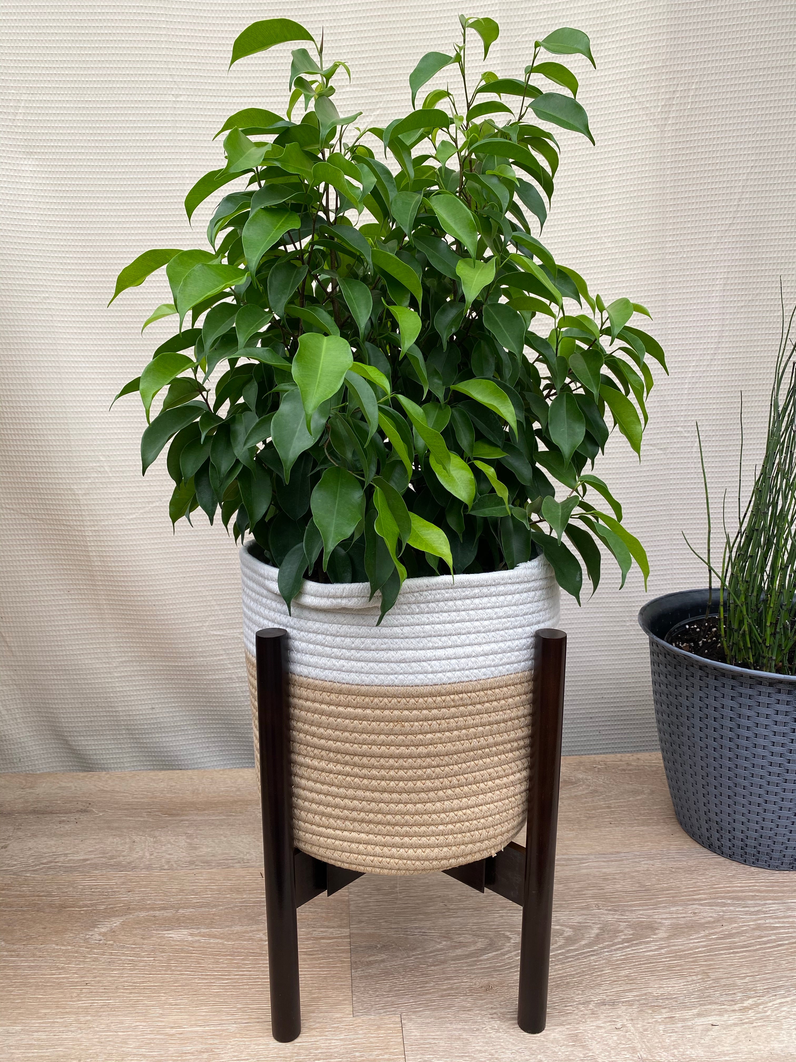 single Ficus Benjamina Florida Spire, Weeping Fig