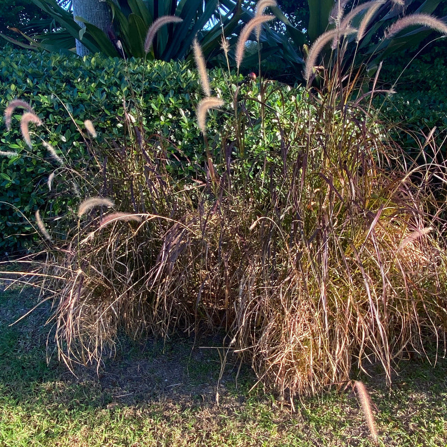 Red fountain grass Pennisetum setaceum Rubrum Row of purple grasses along a paved path with palm trees in the background