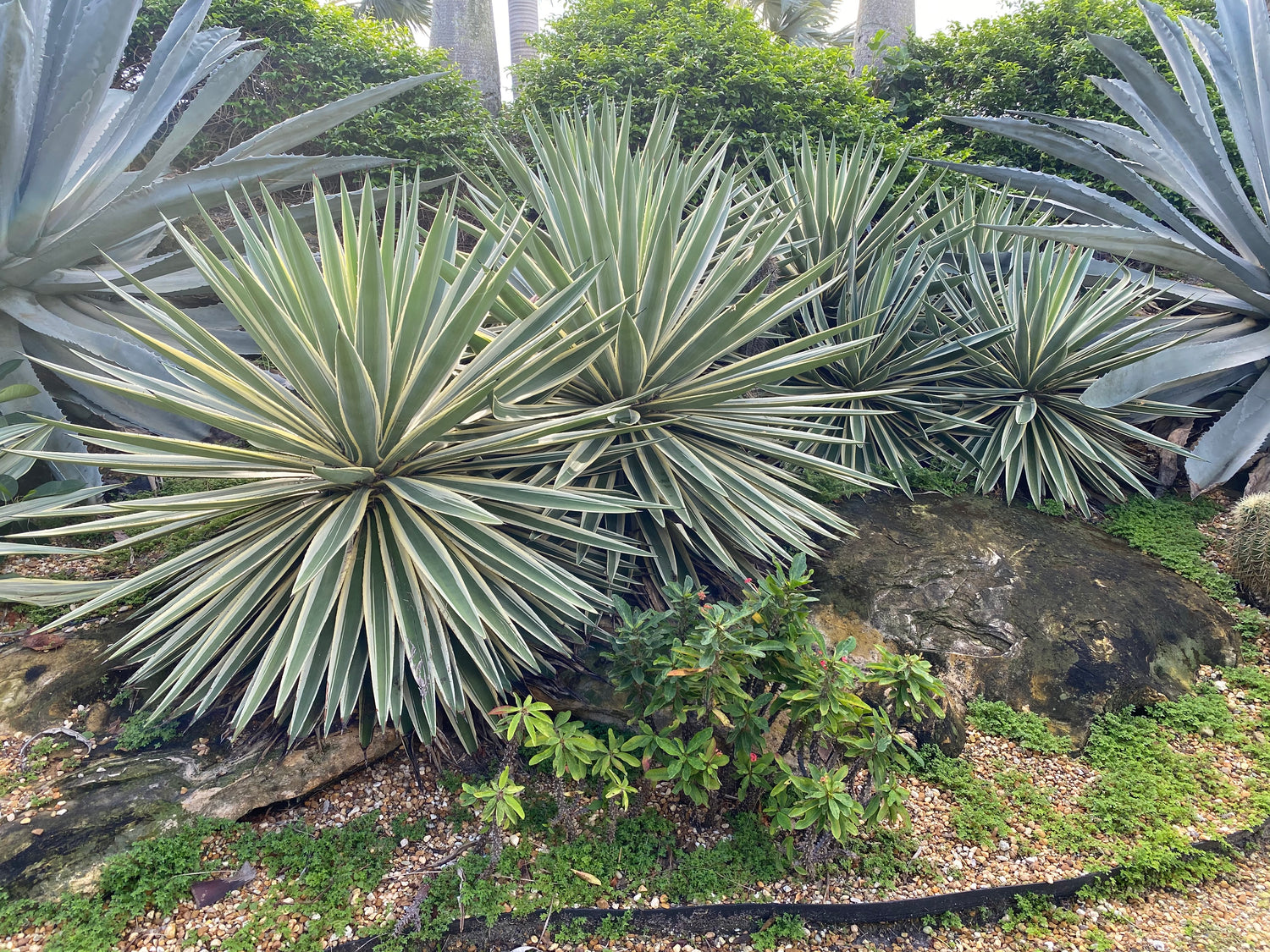 Agave Angustifolia, Caribbean Agave close view