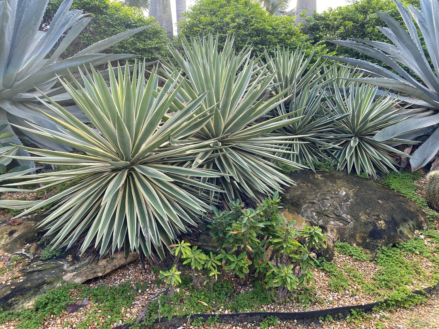 Agave Angustifolia, Caribbean Agave