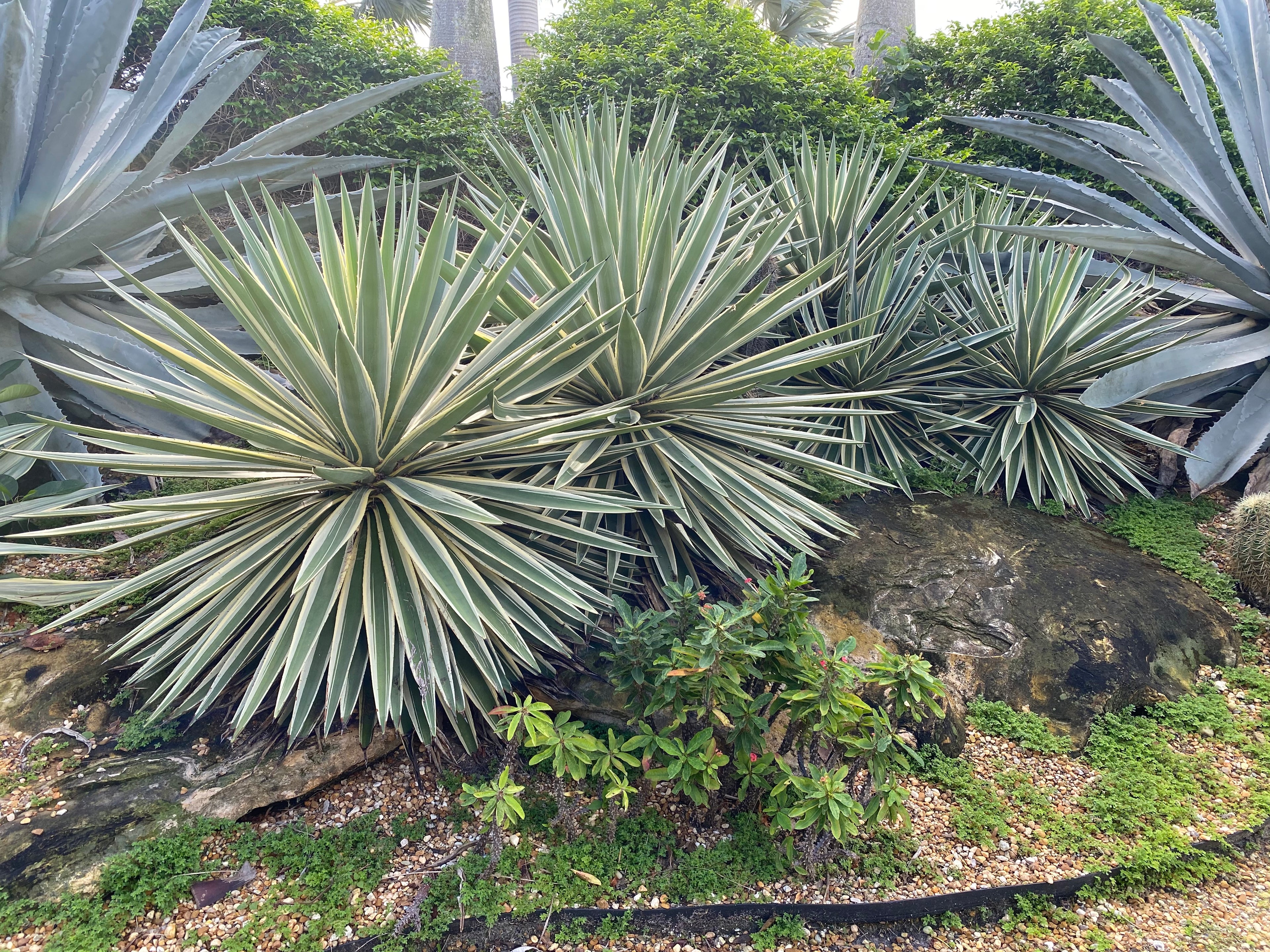 Agave Angustifolia, Caribbean Agave close view