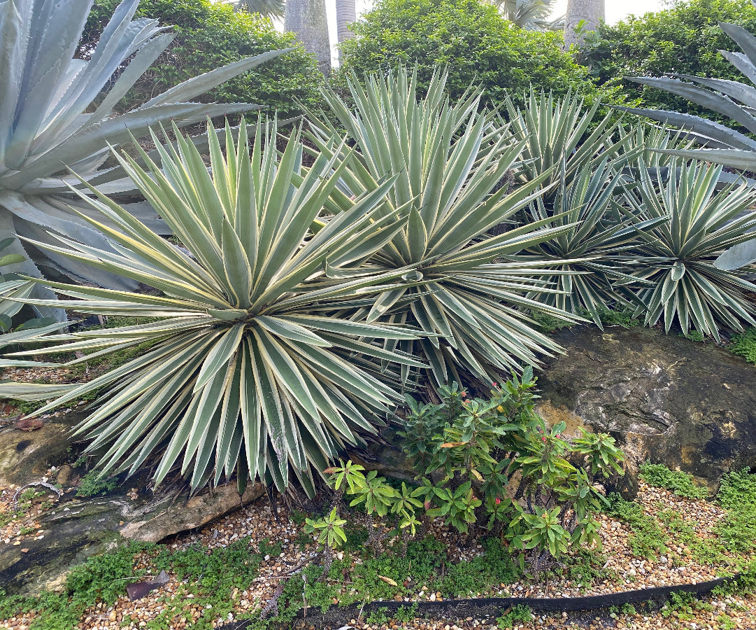 Large Mature Planted in garden Agave Angustifolia, Caribbean Agave