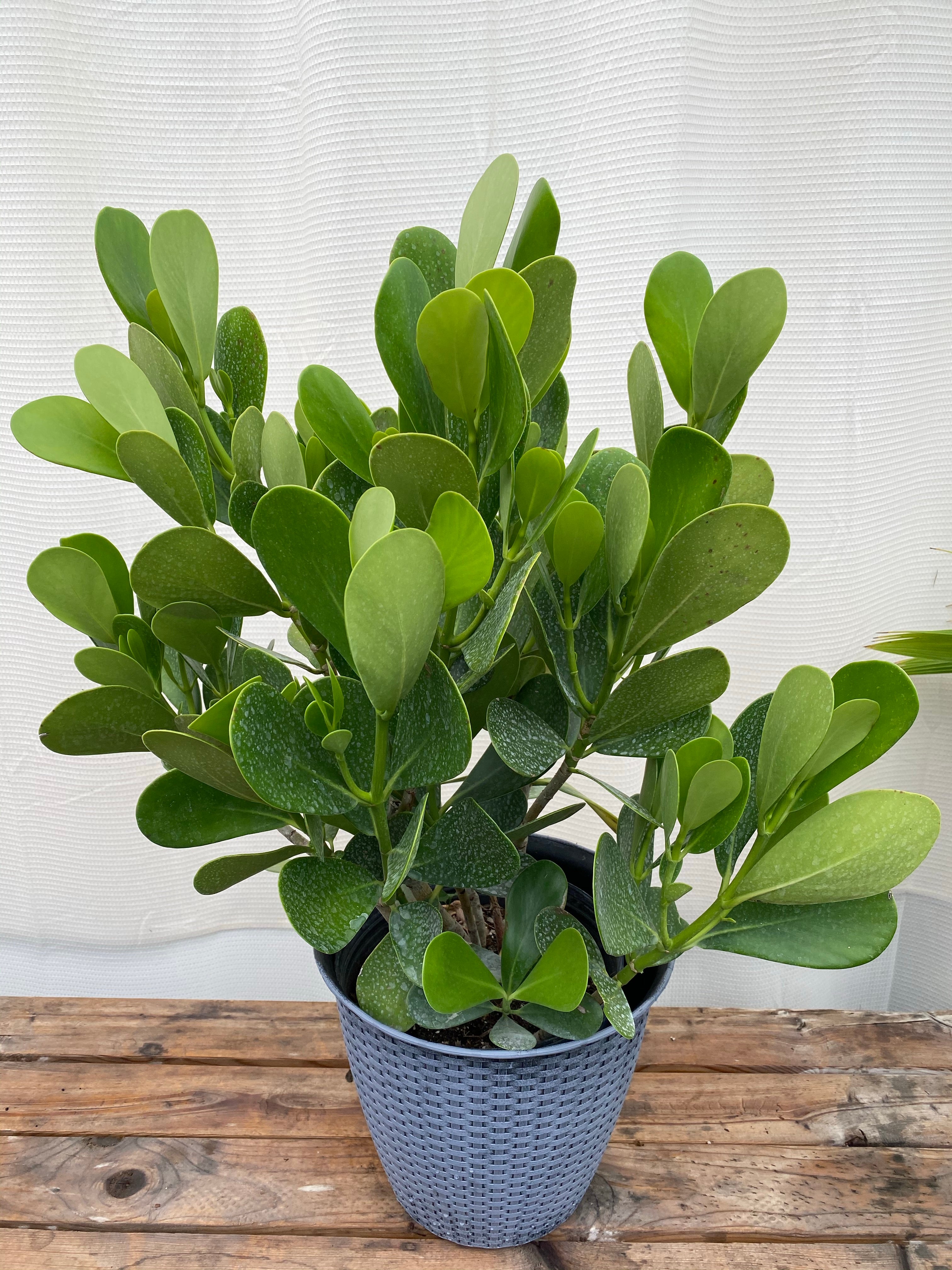 Clusia Guttifera Bush, Best Privacy Hedge Tree pot view