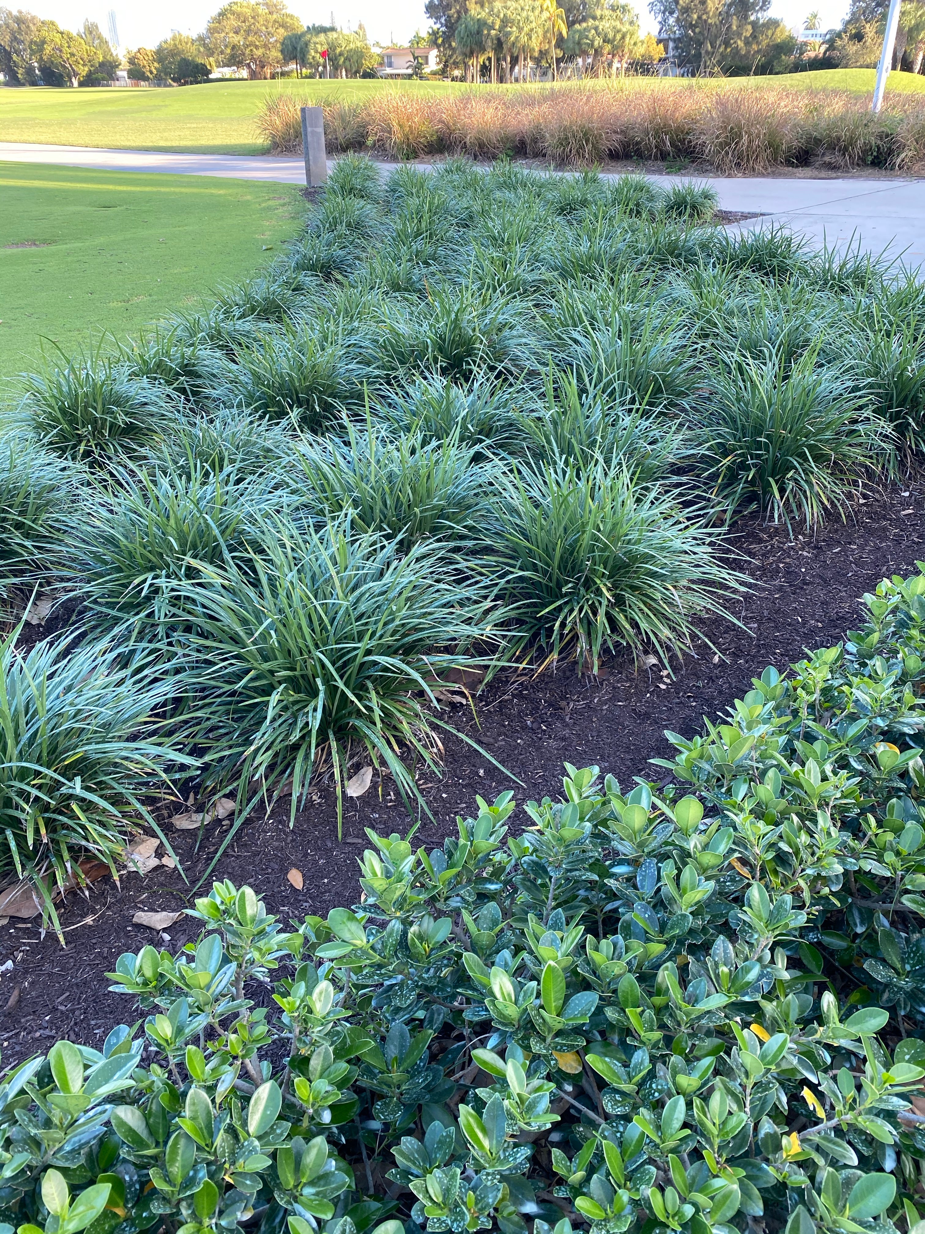 Liriope Muscari Super Blue Lilyturf, Monkey Grass