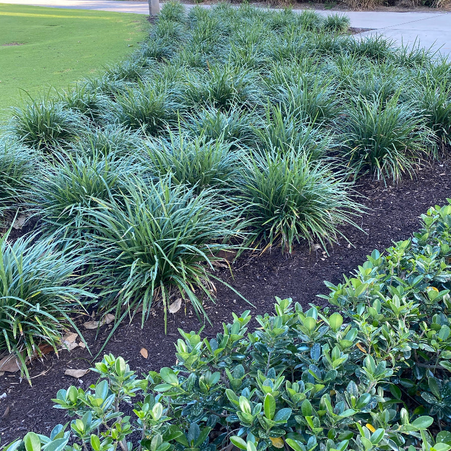 Liriope Muscari Super Blue Lilyturf, Monkey Grass
