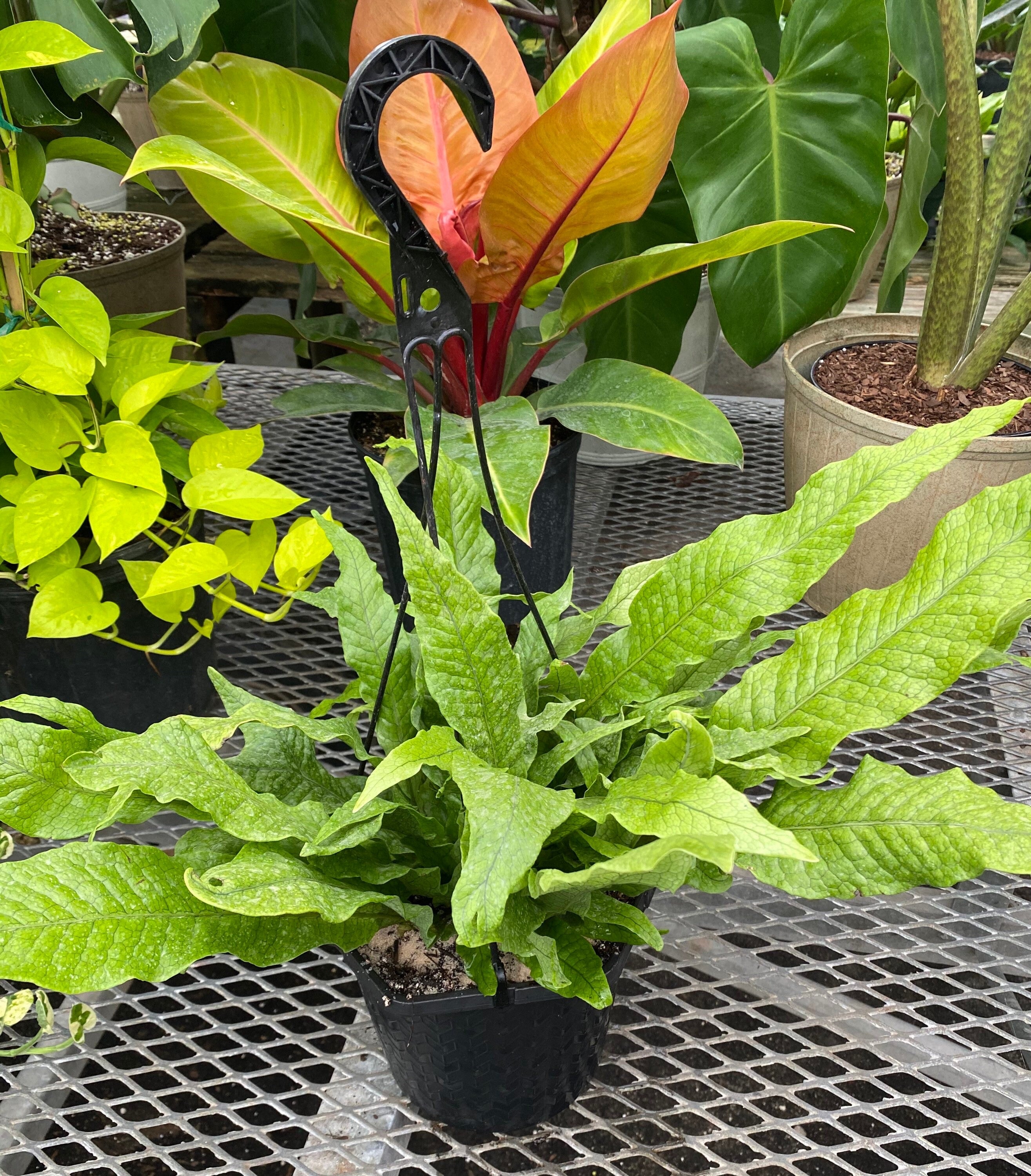 Crocodile Fern, Crocodylus Fern in a green pot
