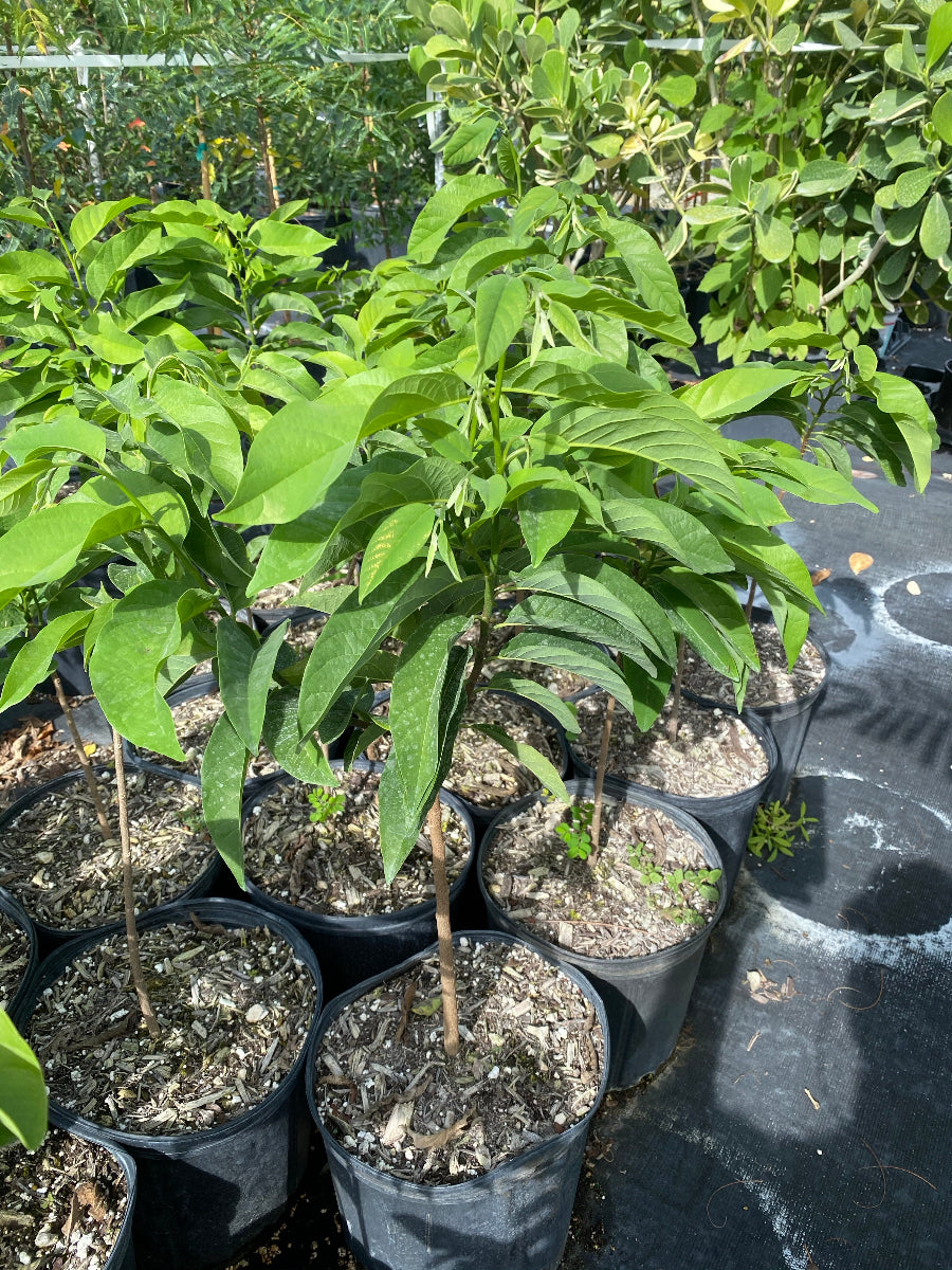 A close-up view of several young Sugar Apple
