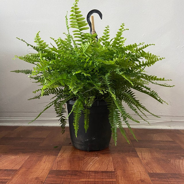 Boston Fern in Hanging Basket Extra Large in a black pot