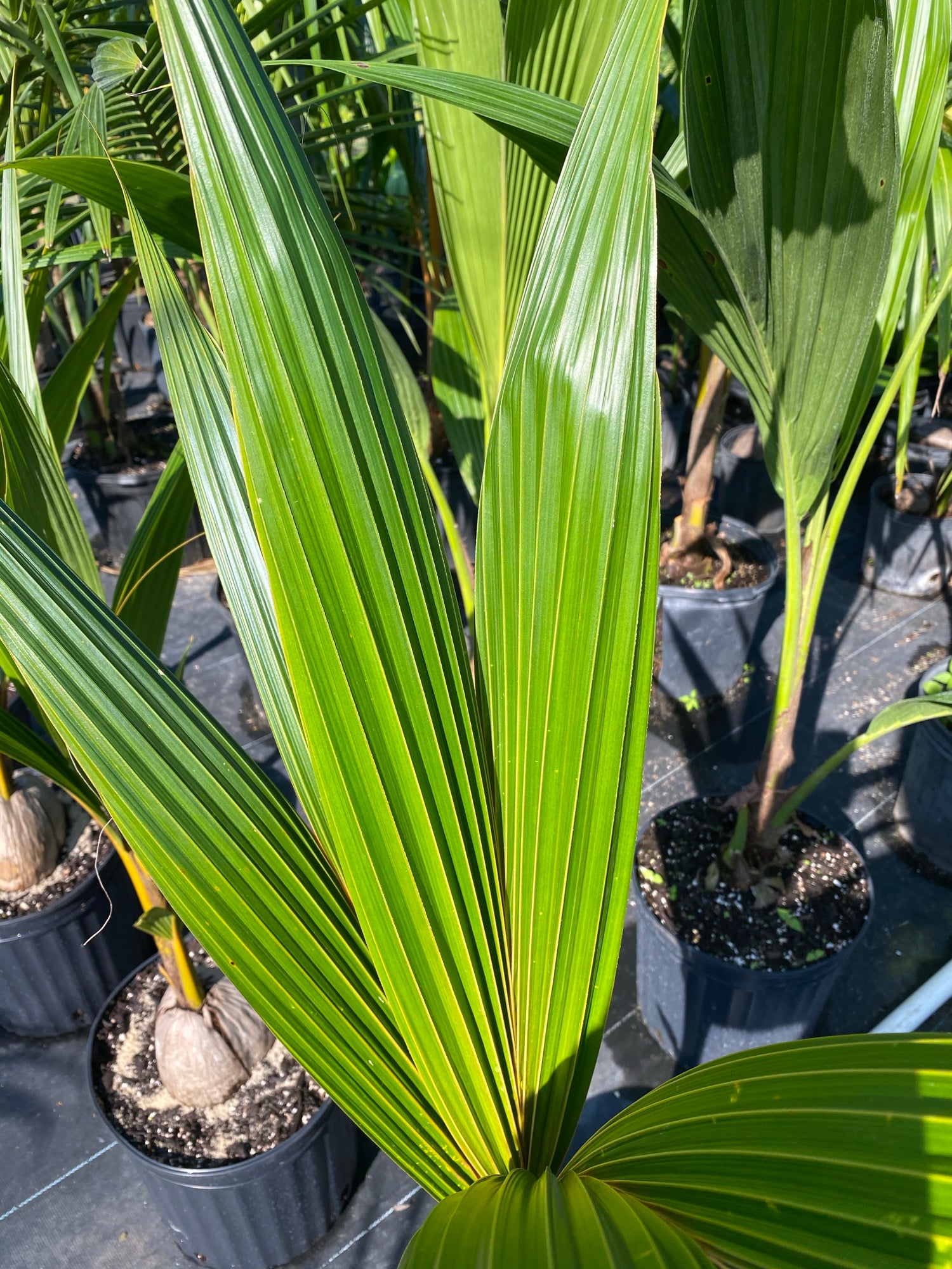 Coconut Palm Tree, Gold Malayan Cocos nucifera