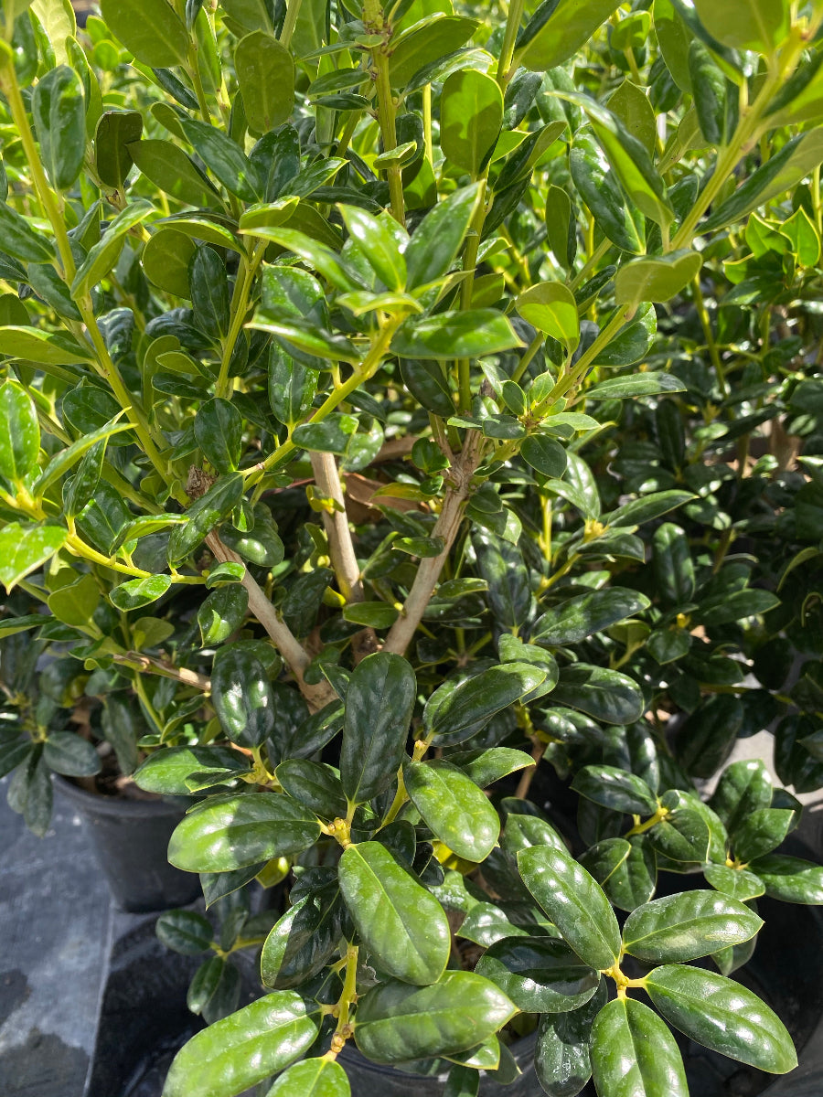 A close-up of an Ilex Cornuta Dwarf Burford Holly shrub with glossy green leaves.