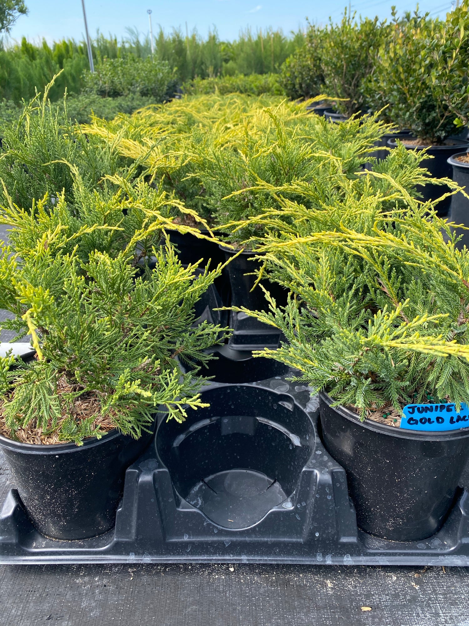 Gold Lace Juniper Shrub