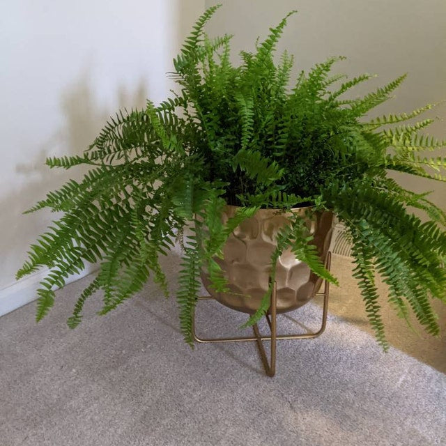 inside house of Boston Fern in Hanging Basket Extra Large