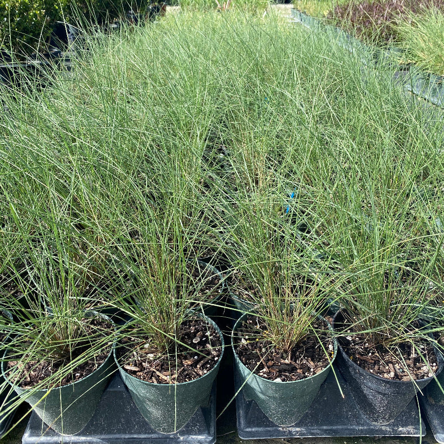 Young Pink muhly grass in row of pots