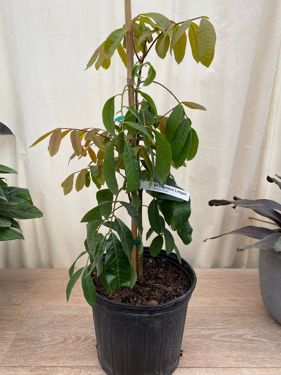 Young Sri Chompoo Longan fruit tree sapling.