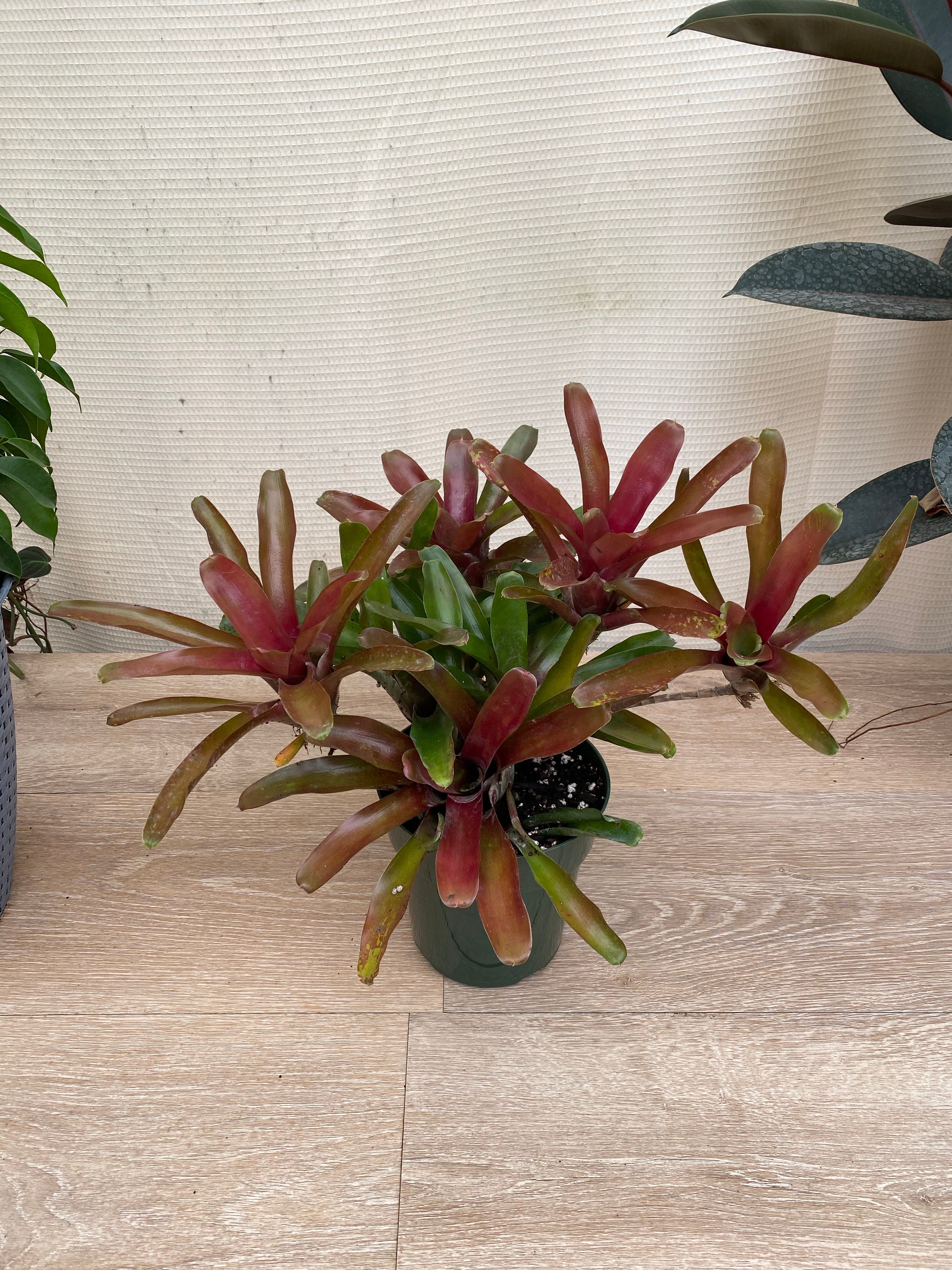 Bromeliad, Neoregelia Fireball
