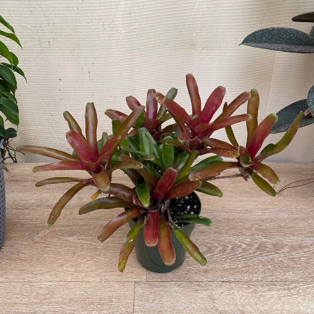 Bromeliad, Neoregelia Fireball in a 6in pot