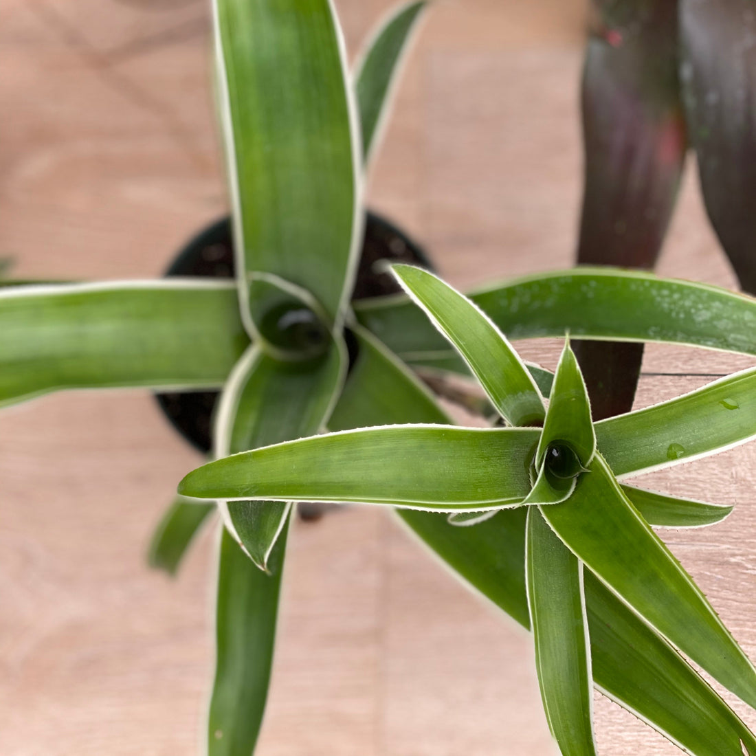 Bromeliad Aechmea Potted plant with long green leaves on a wooden surface