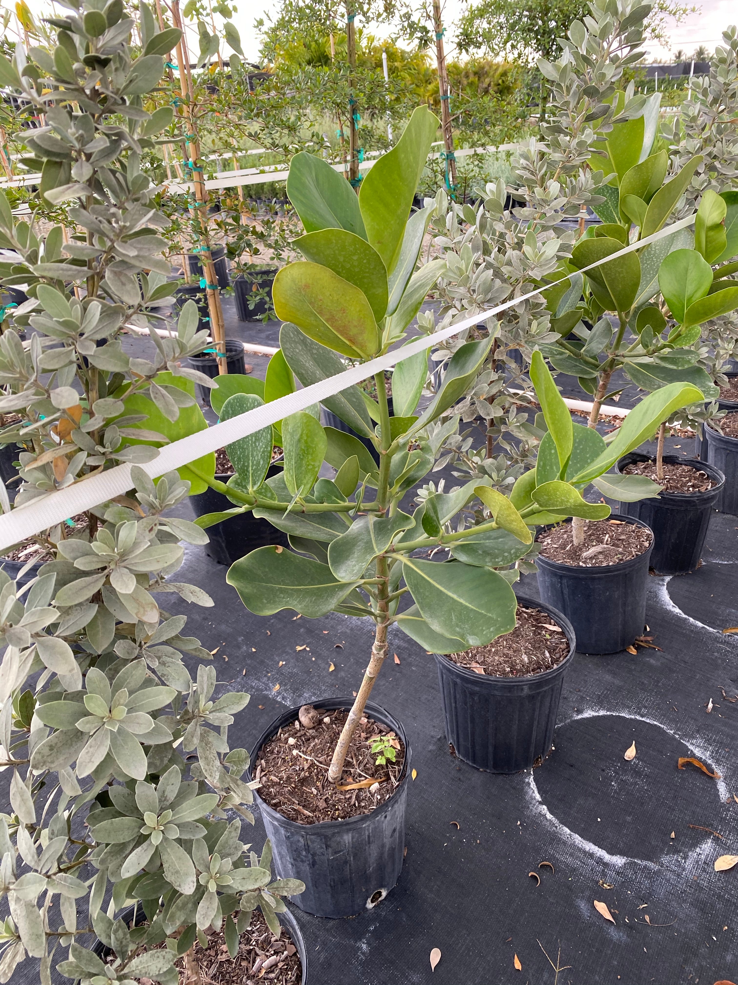 Clusia Rosea Pitch Apple Tree Form in multiple pots