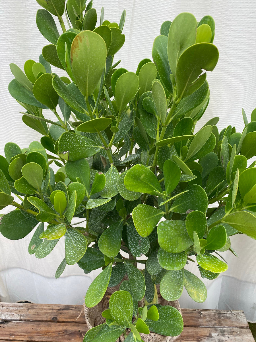 A potted Clusia Guttifera Bush, known as the Best Privacy Hedge Tree