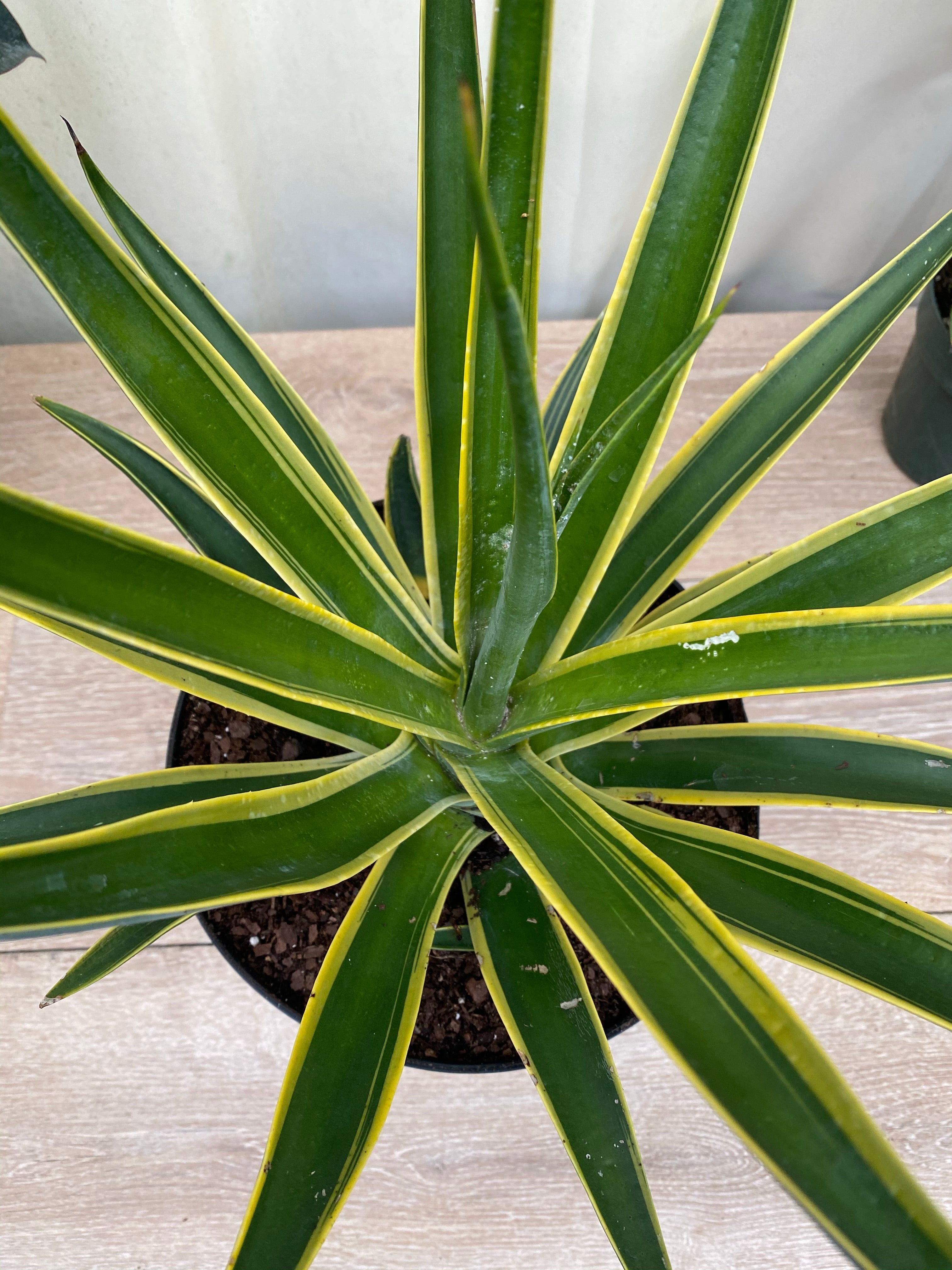 Agave Desmettiana Lurida