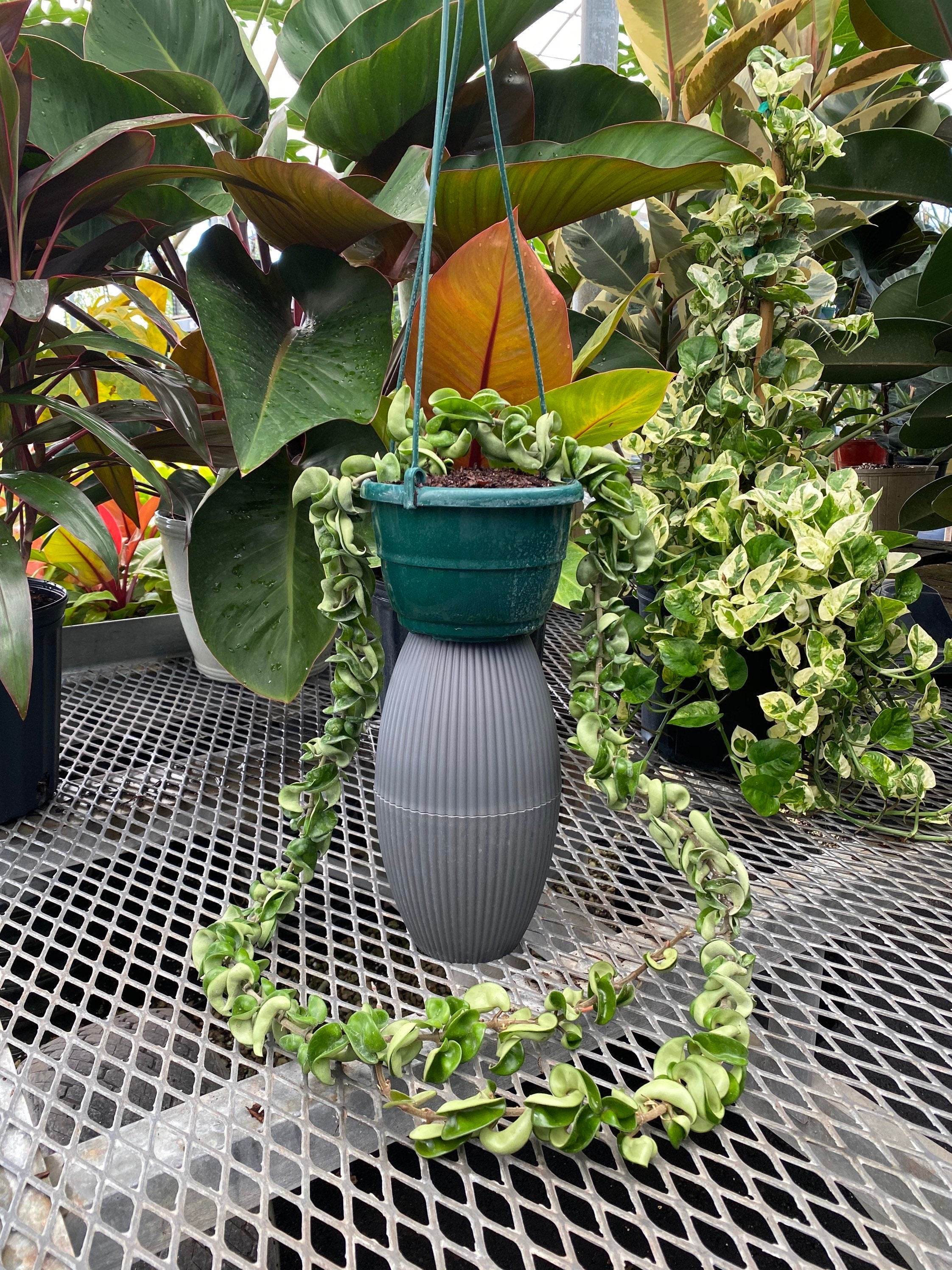 another view of Hoya Carnosa Hindu Rope in Hanging Basket, Krinkle Kurl