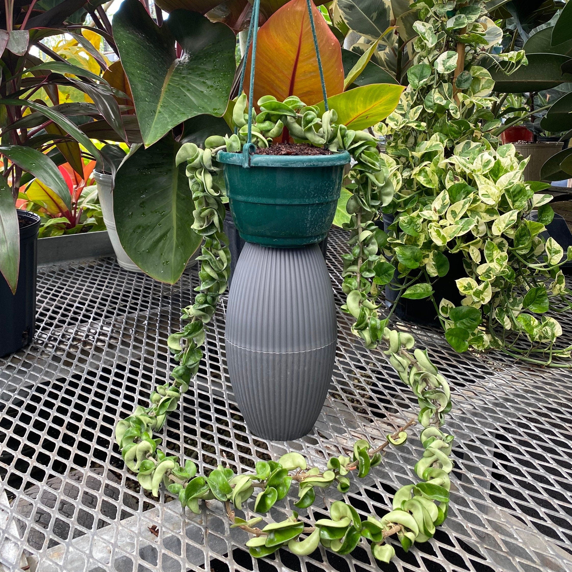 another view of Hoya Carnosa Hindu Rope in Hanging Basket, Krinkle Kurl