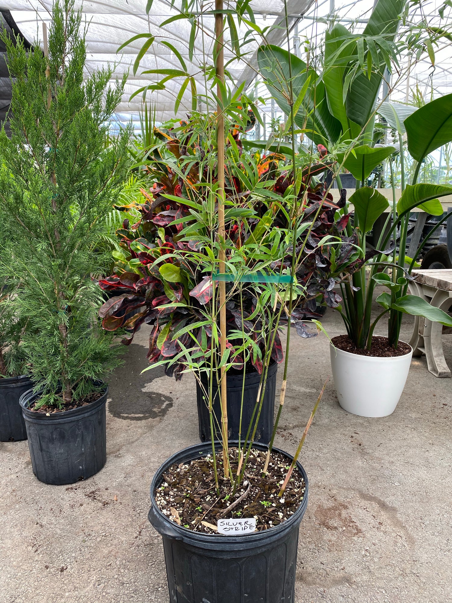 Silverstripe Bamboo Bambusa multiplex in a pot