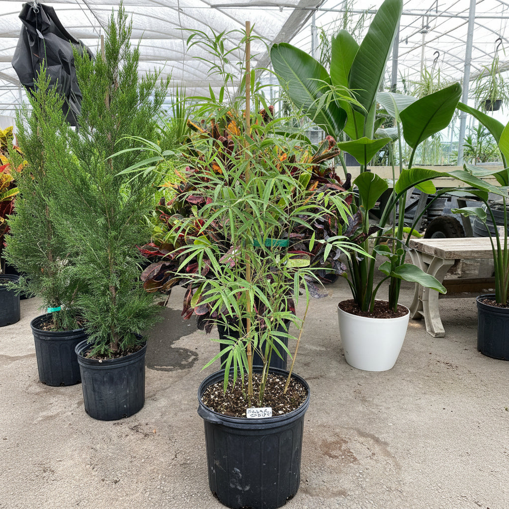 Silverstripe Bamboo Bambusa multiplex in a pot