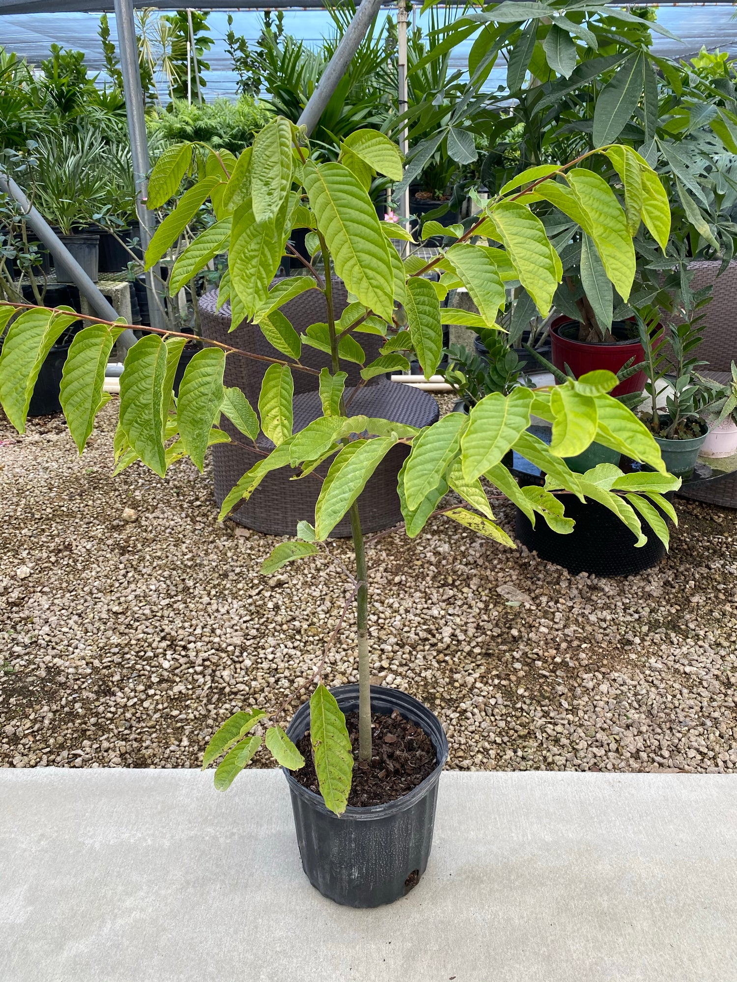 Ylang-ylang Cananga Odorata Flower Tree