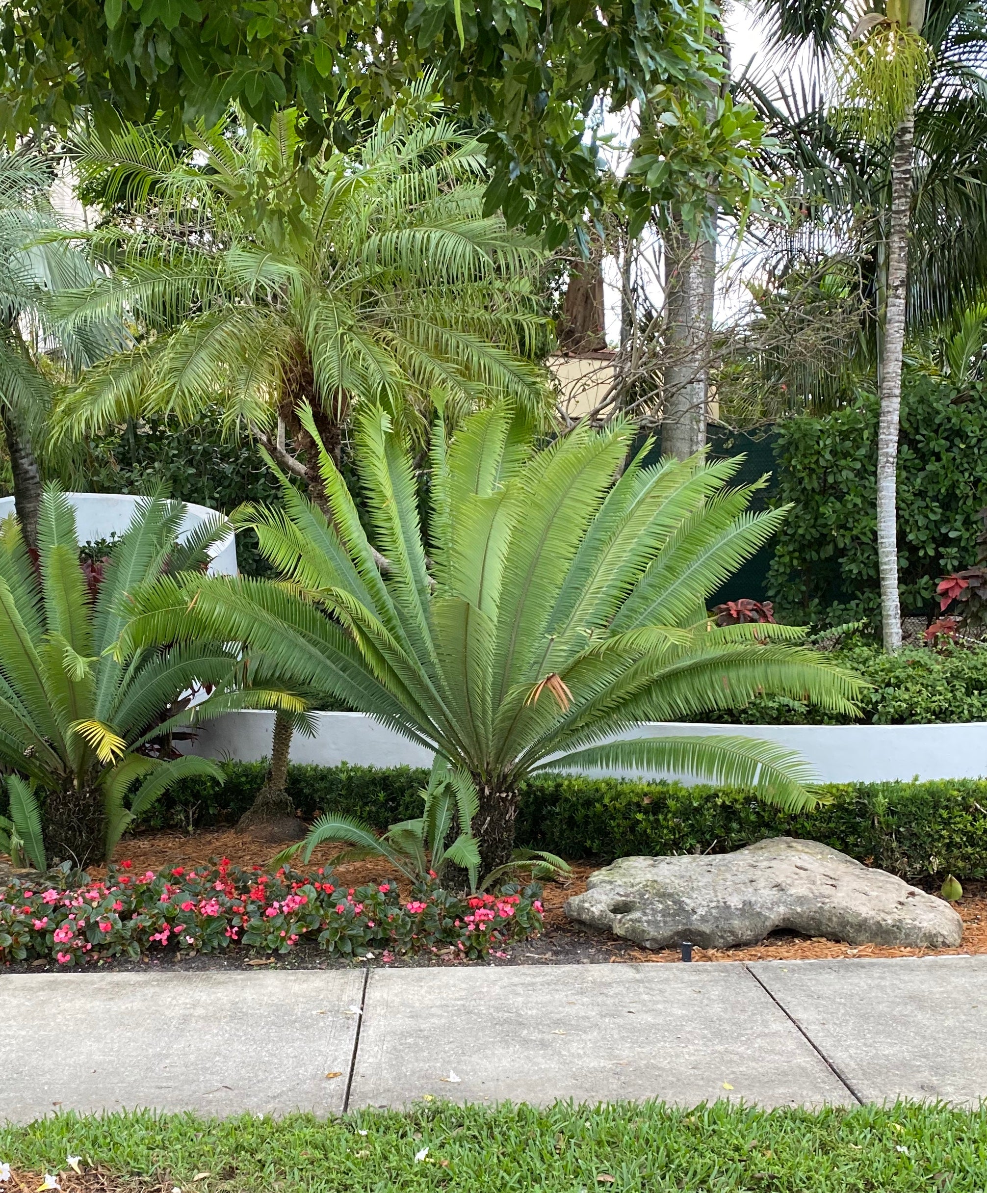 palm fern plant Dioon Edule Mexican Fern Palm