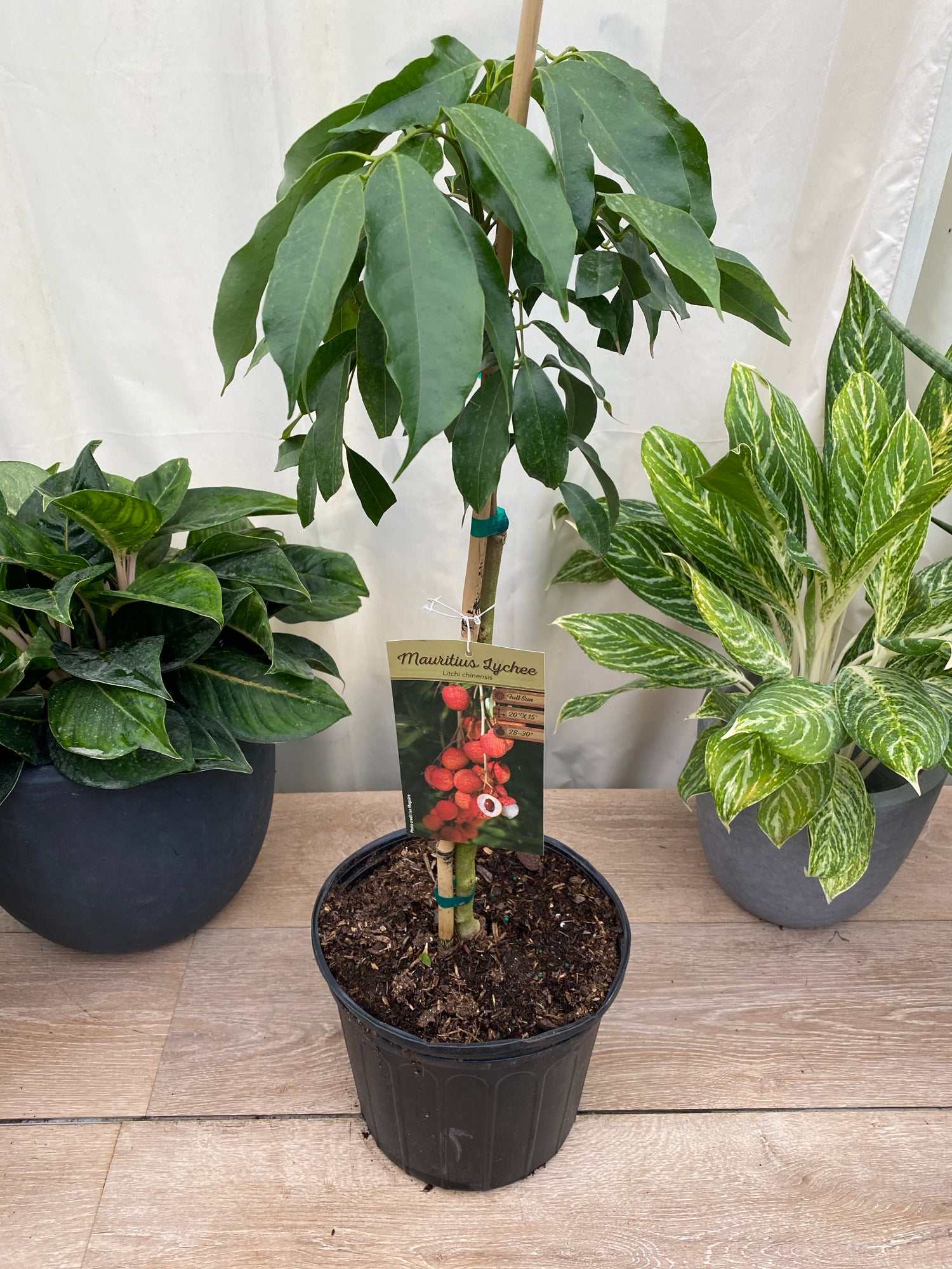 Lychee Mauritius Nut Tree, Litchi chinensis
