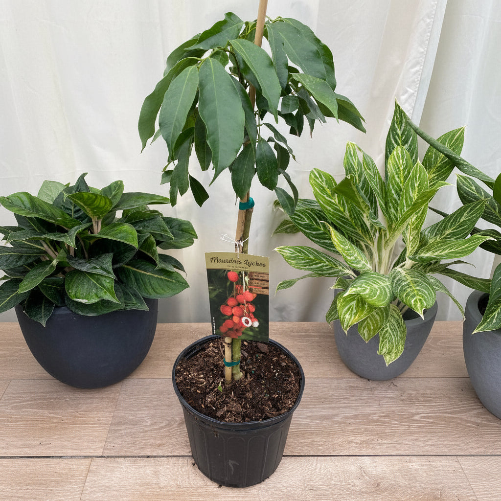 Young potted Lychee Mauritius tree sapling in a black nursery pot.