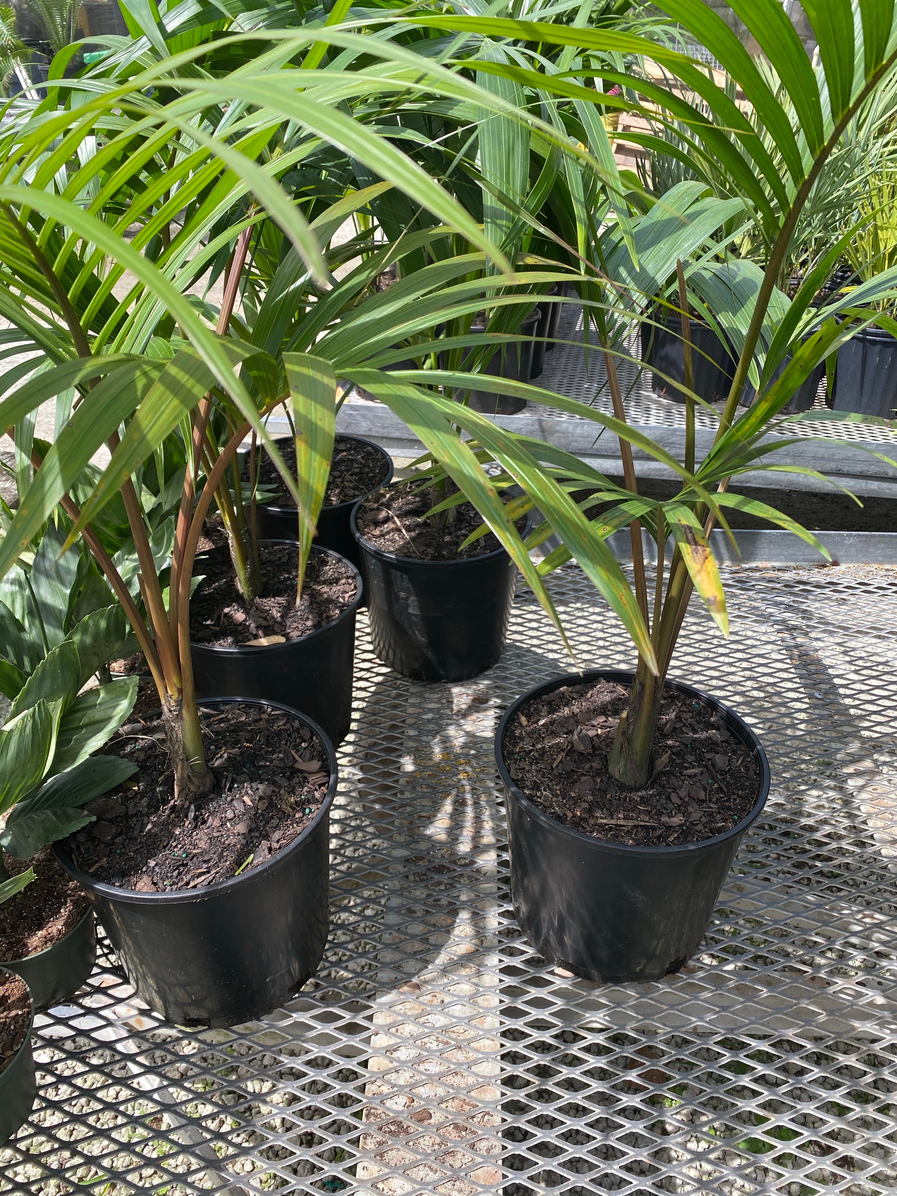 Kentia Palm Single Stem, Howea Forsteriana
