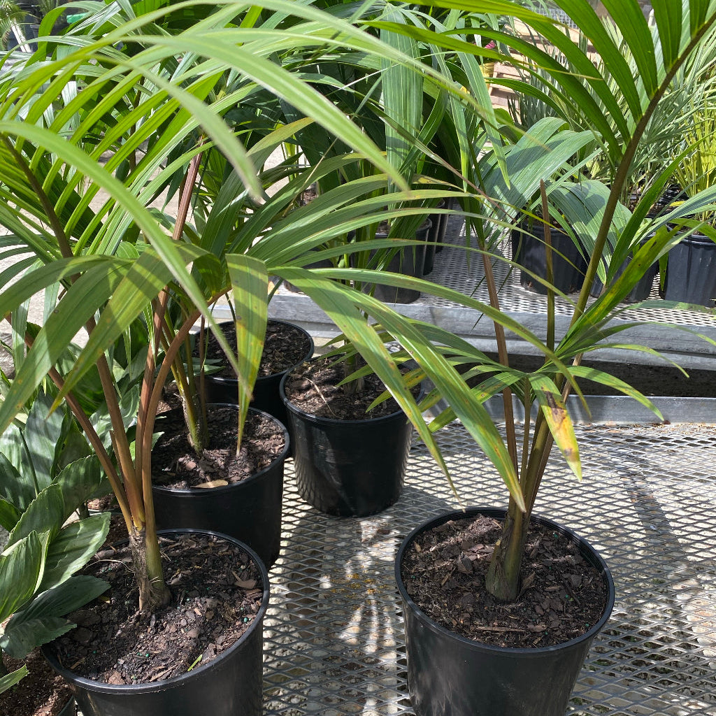 Kentia Palm Single Stem, Howea Forsteriana in 5 gallon black grower pots elevated on slatted metal benches within a sunlit shade house nursery setting, featuring their characteristic slender stems, upright habit, and lush, feathery green fronds, ideal for adding a sophisticated and relaxing tropical accent to your home interior or shaded patio.