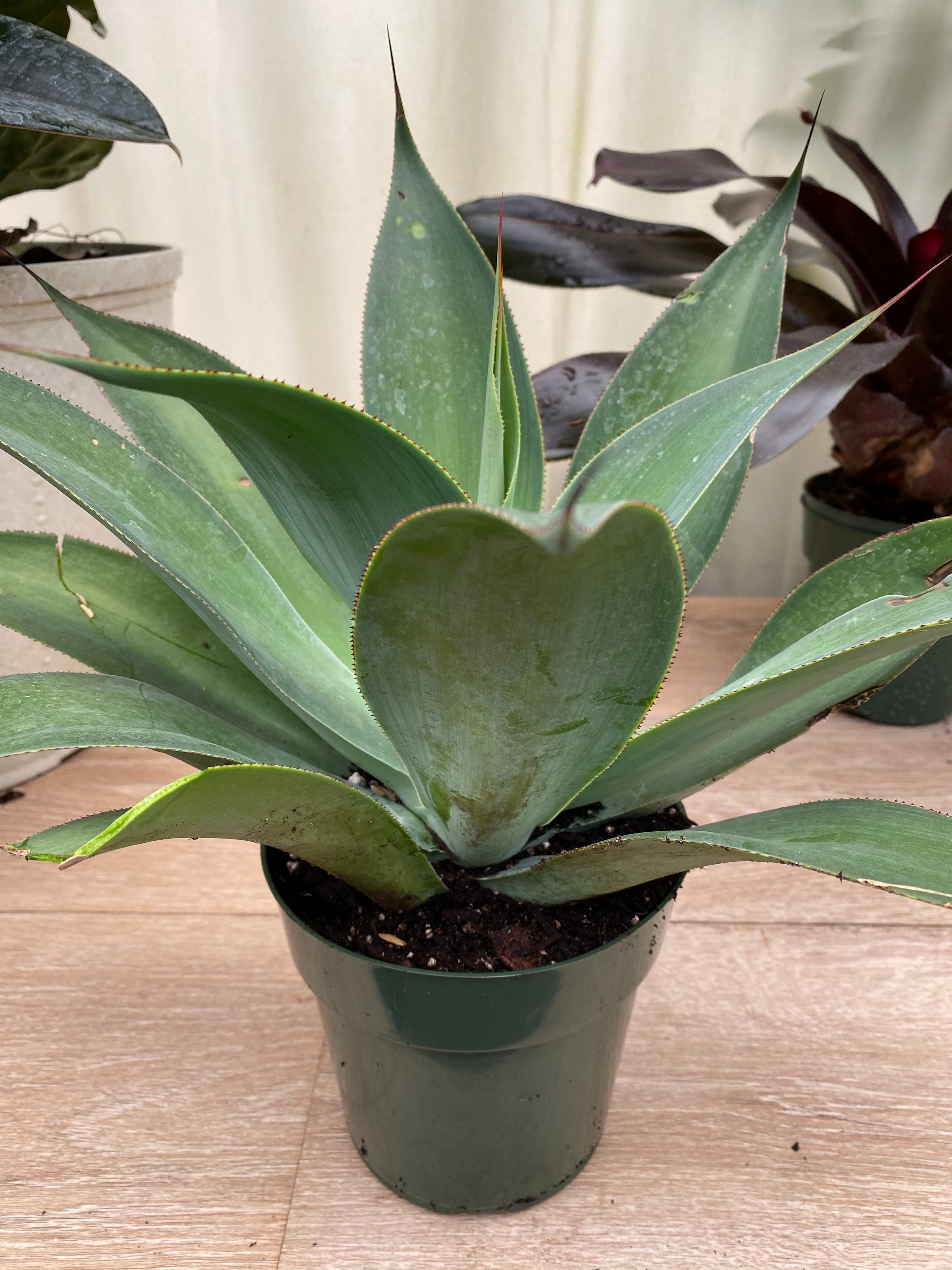 Agave Blue Fantastic, Agave Attenuata