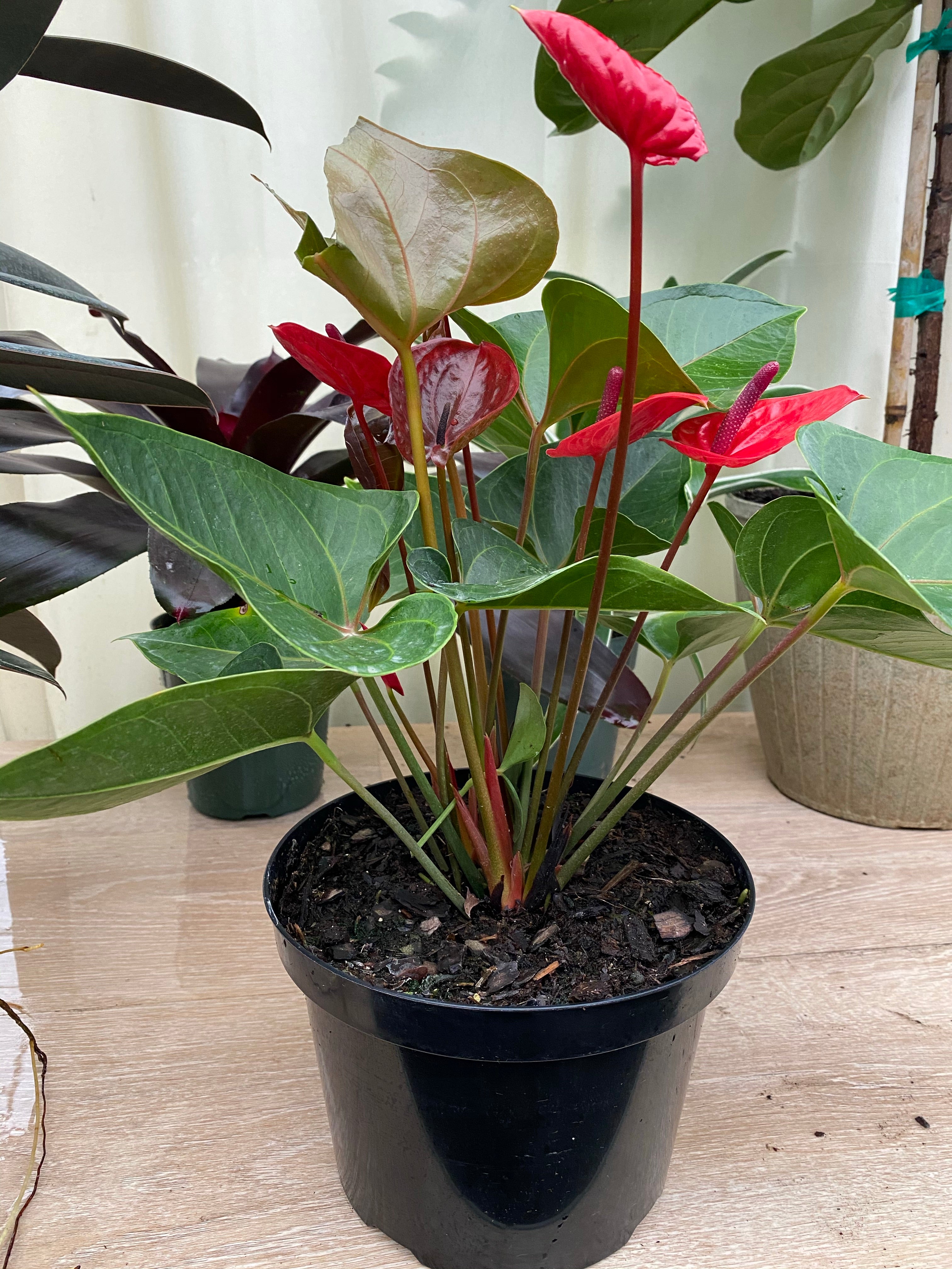 Anthurium Red Heart