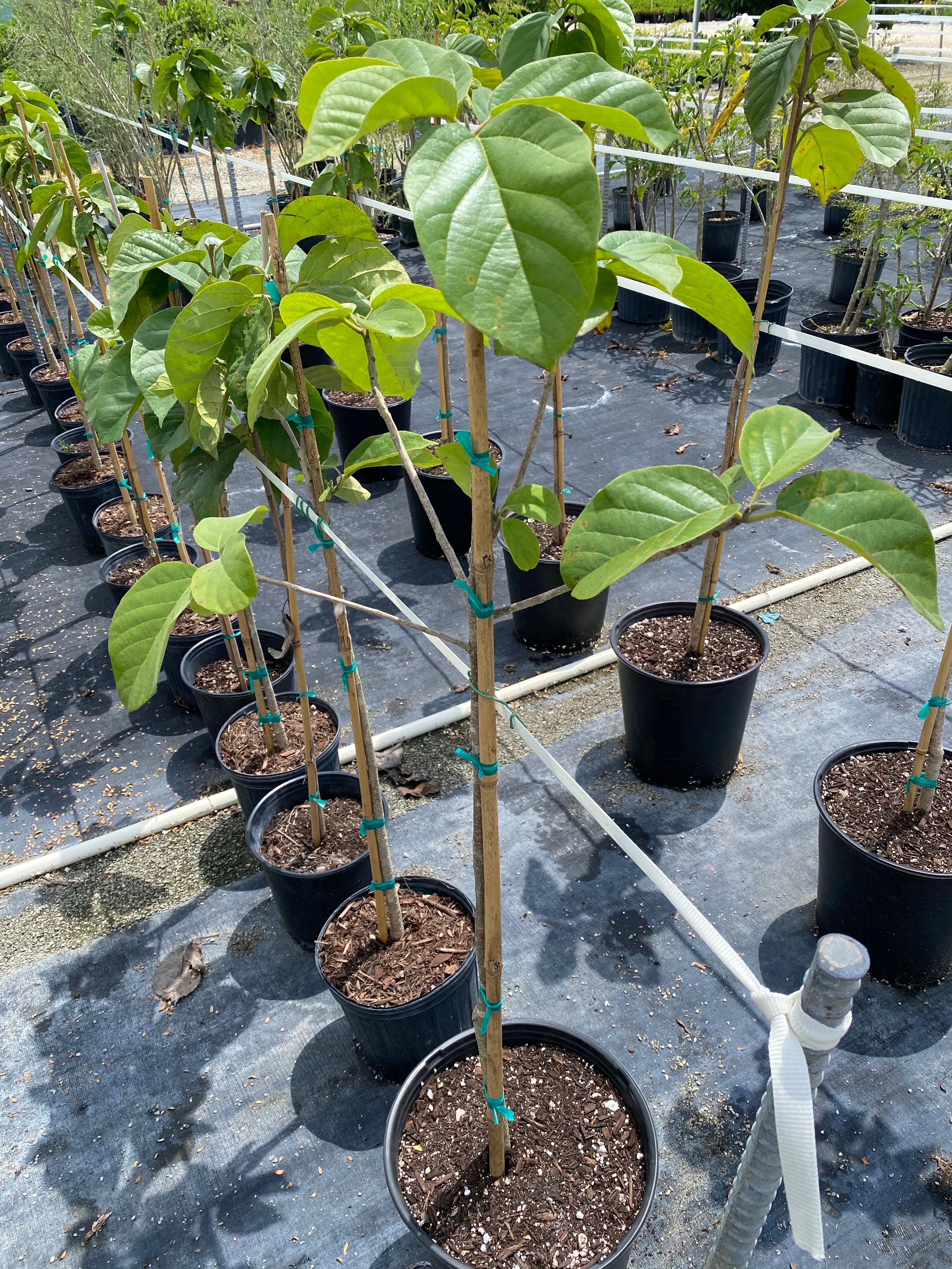 Orange Geiger Tree, Cordia sebestena in pot