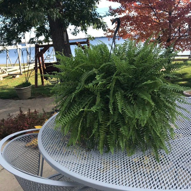 Boston Fern in Hanging Basket Extra Large outside view