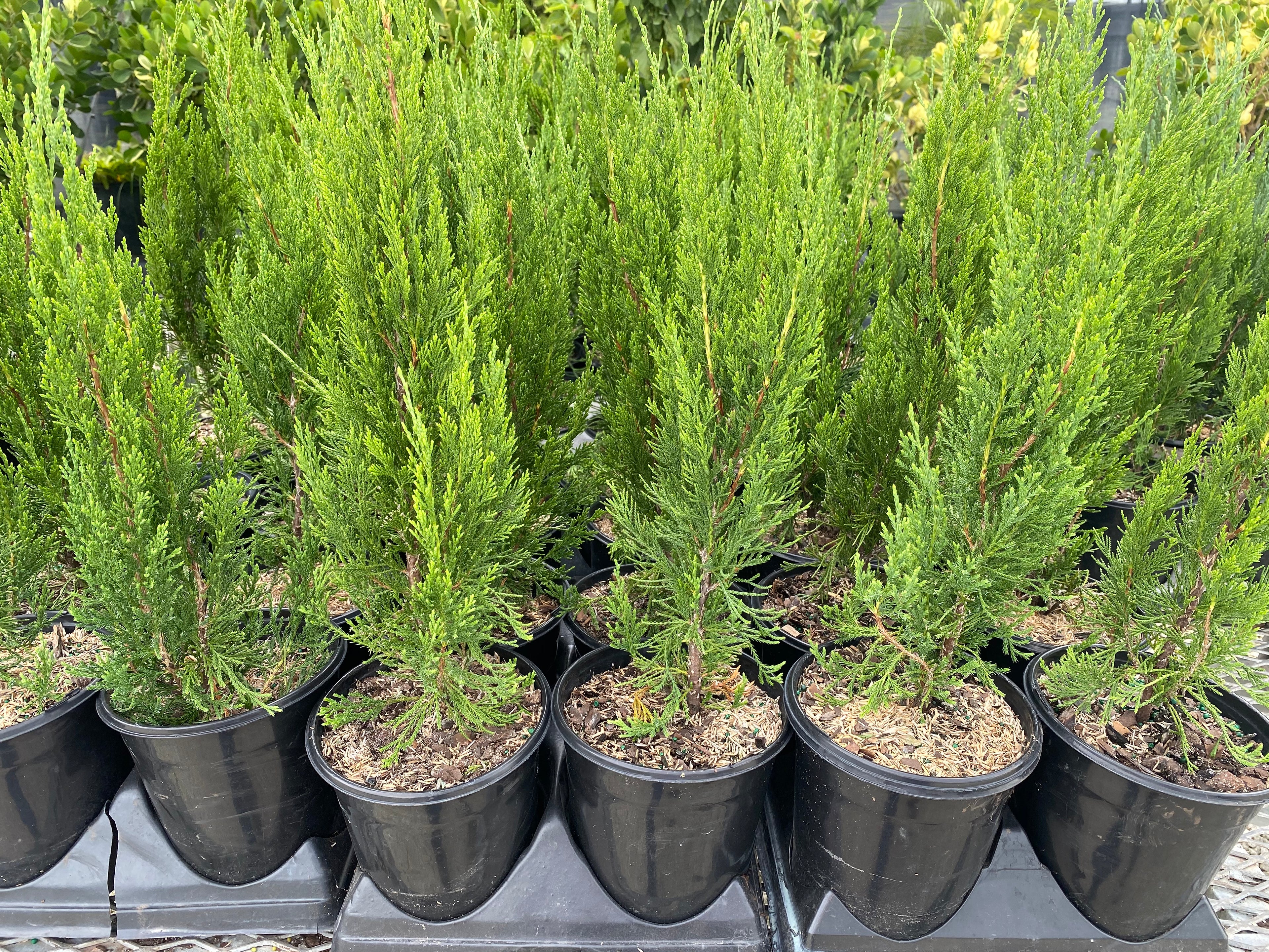 Spartan Juniper Tree, Juniperus chinensis