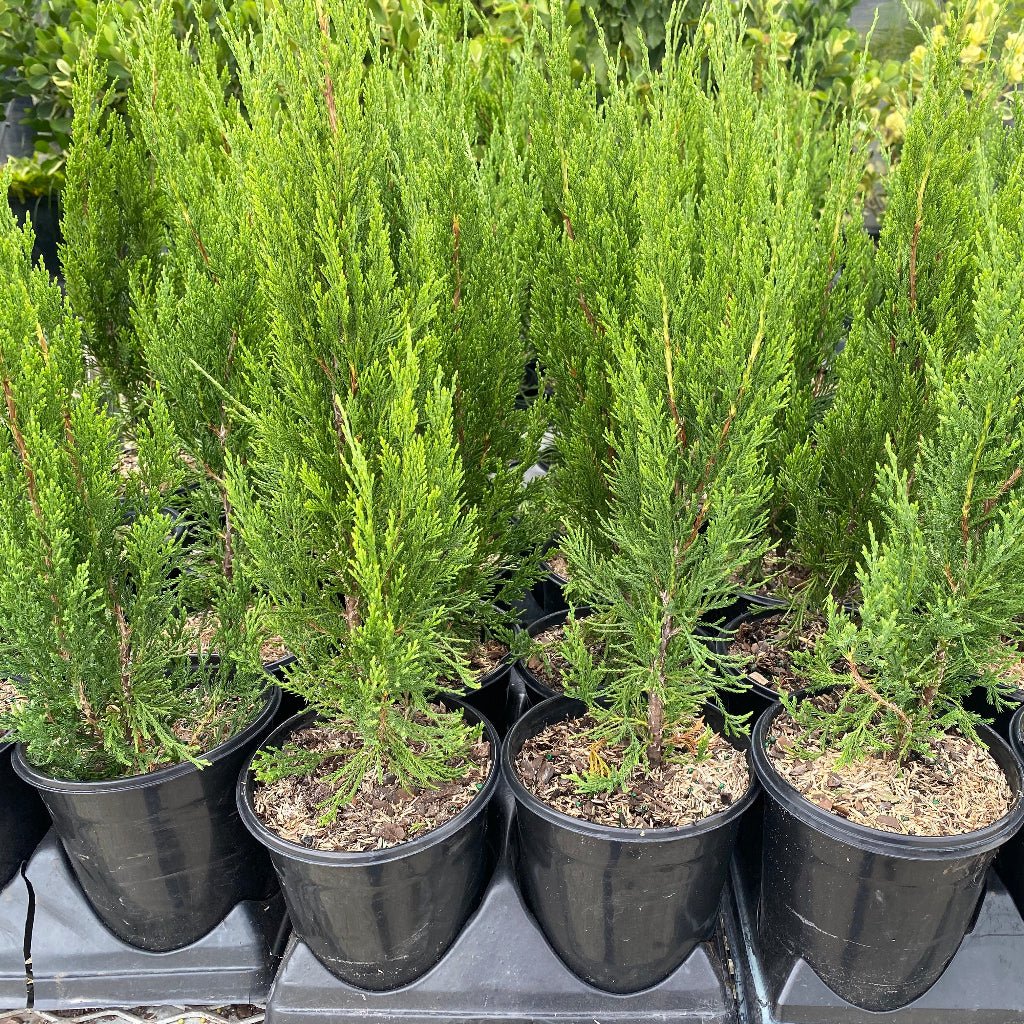Spartan Juniper Tree, Juniperus chinensis Located at nursery in 1gal Pot